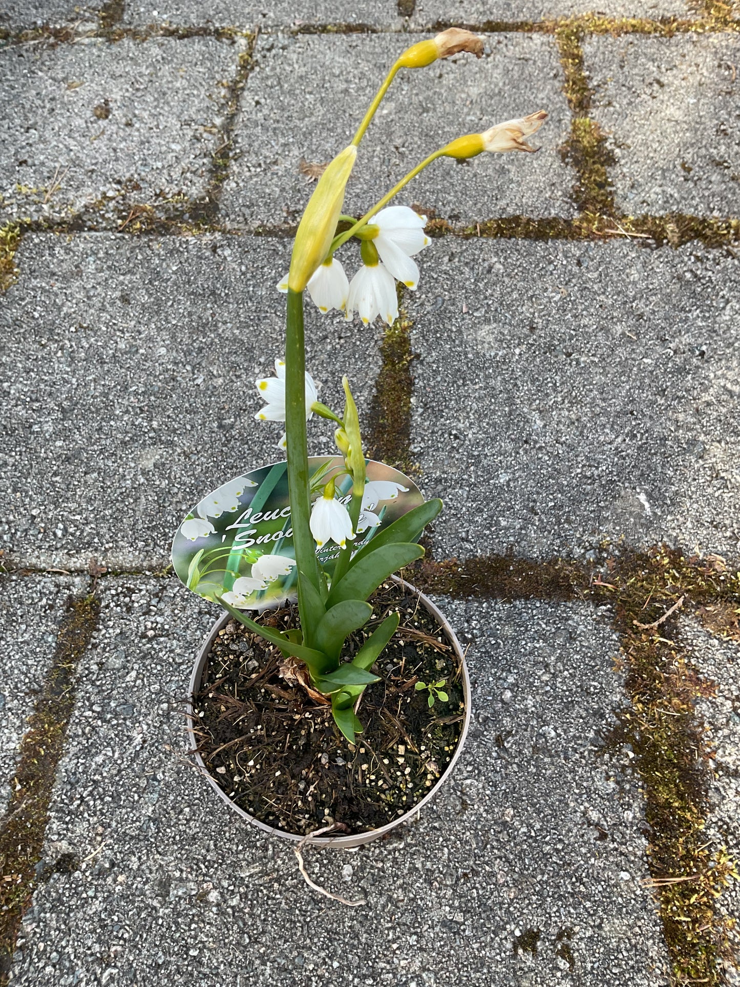 Leucojum aestivum
