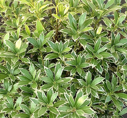 Pieris japonica ‘Little Heath’ P17