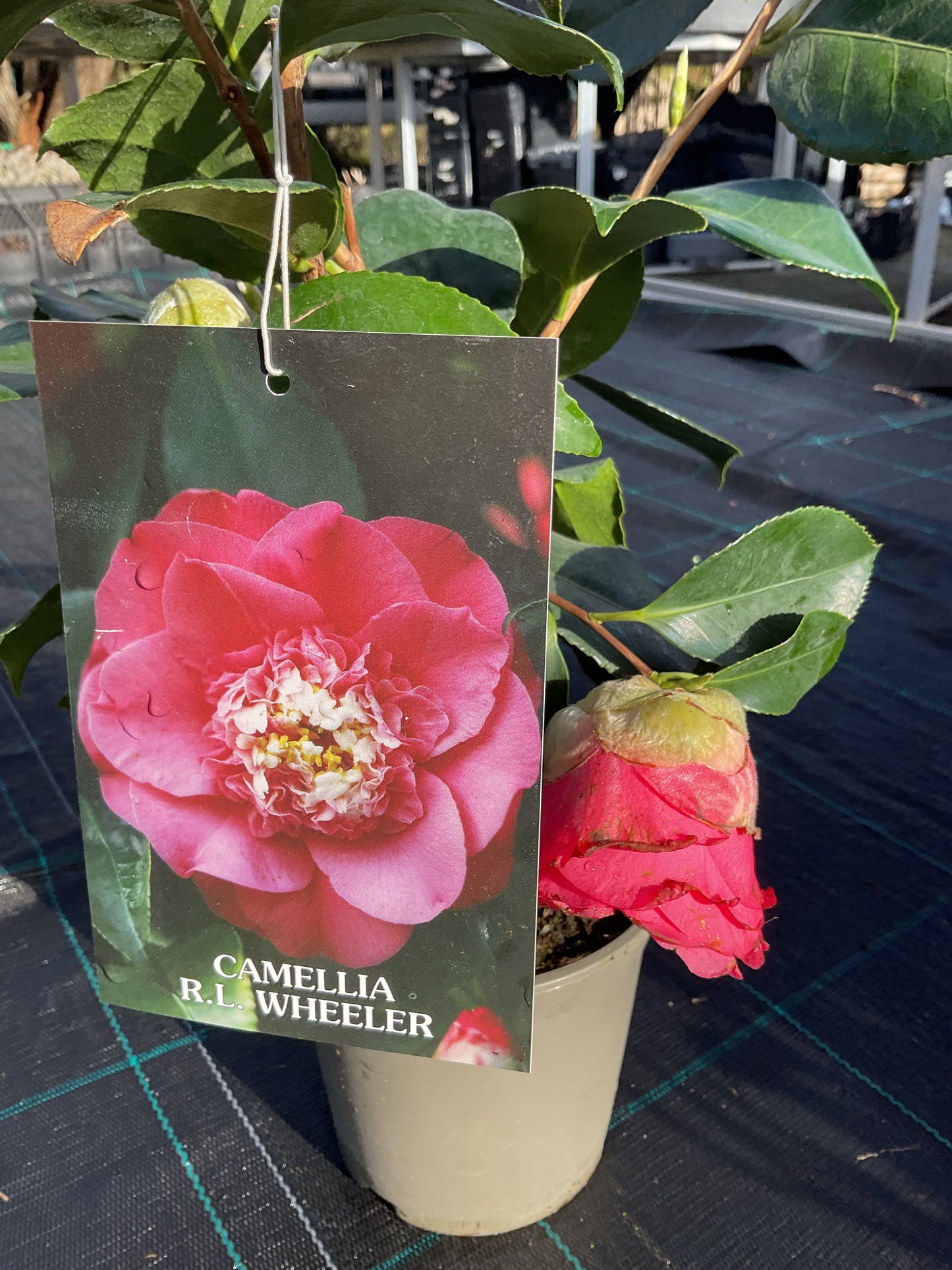 Camellia japonica ‘R.L. Wheeler’ P15