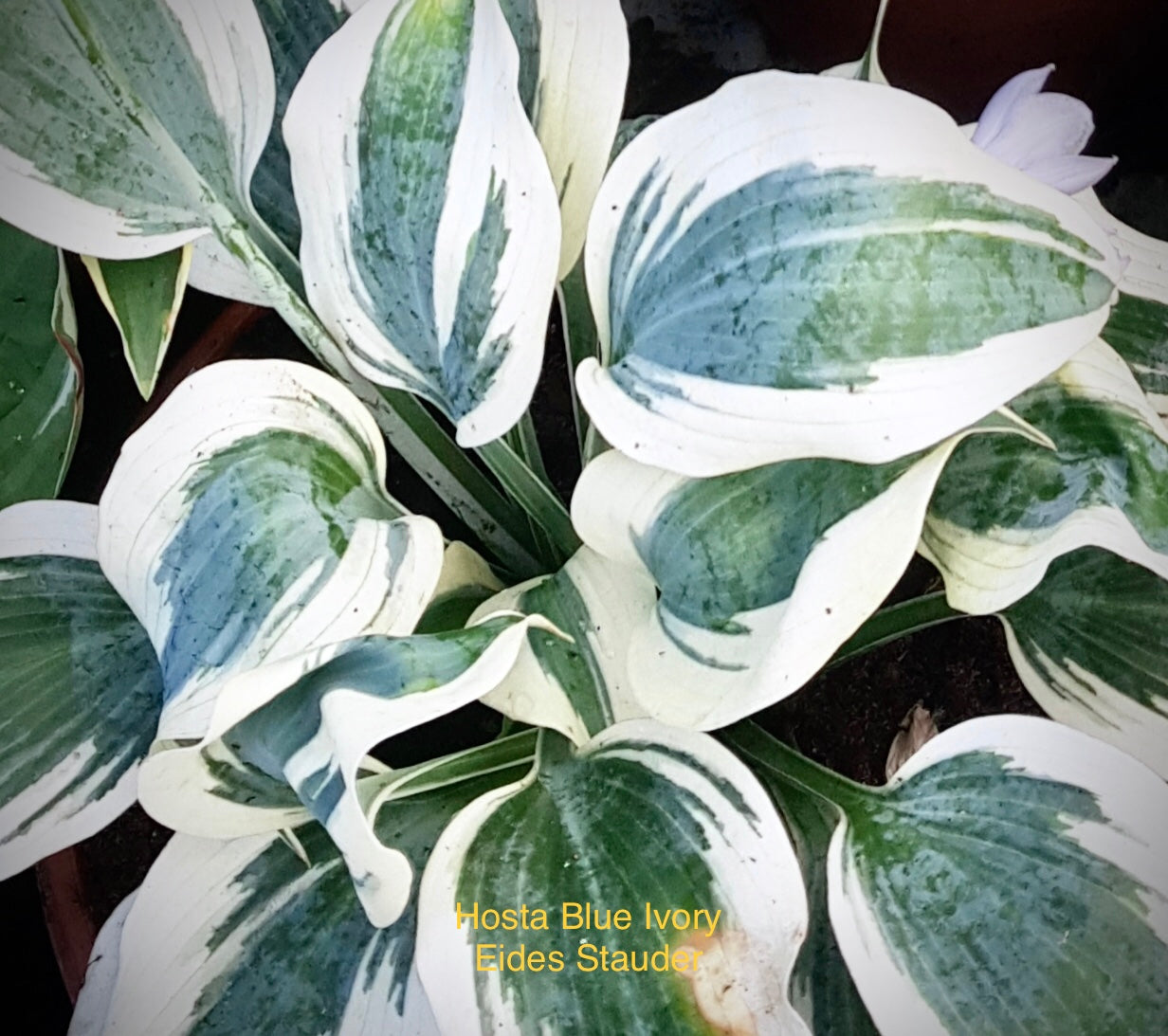 Hosta ‘Blue Ivory’