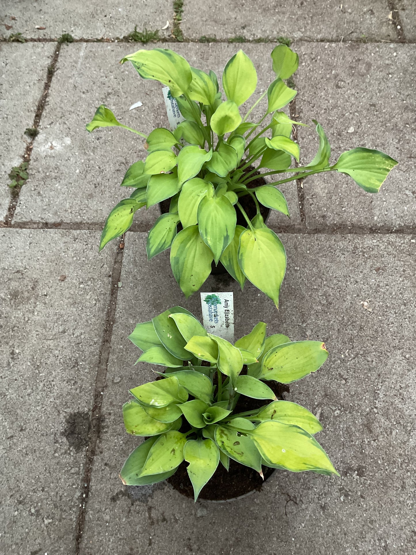 Hosta ‘Amy Elizabeth’