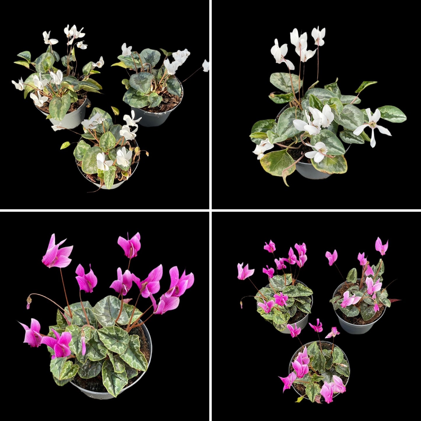 Cyclamen hederifolium Kolleksjon av 6 stk