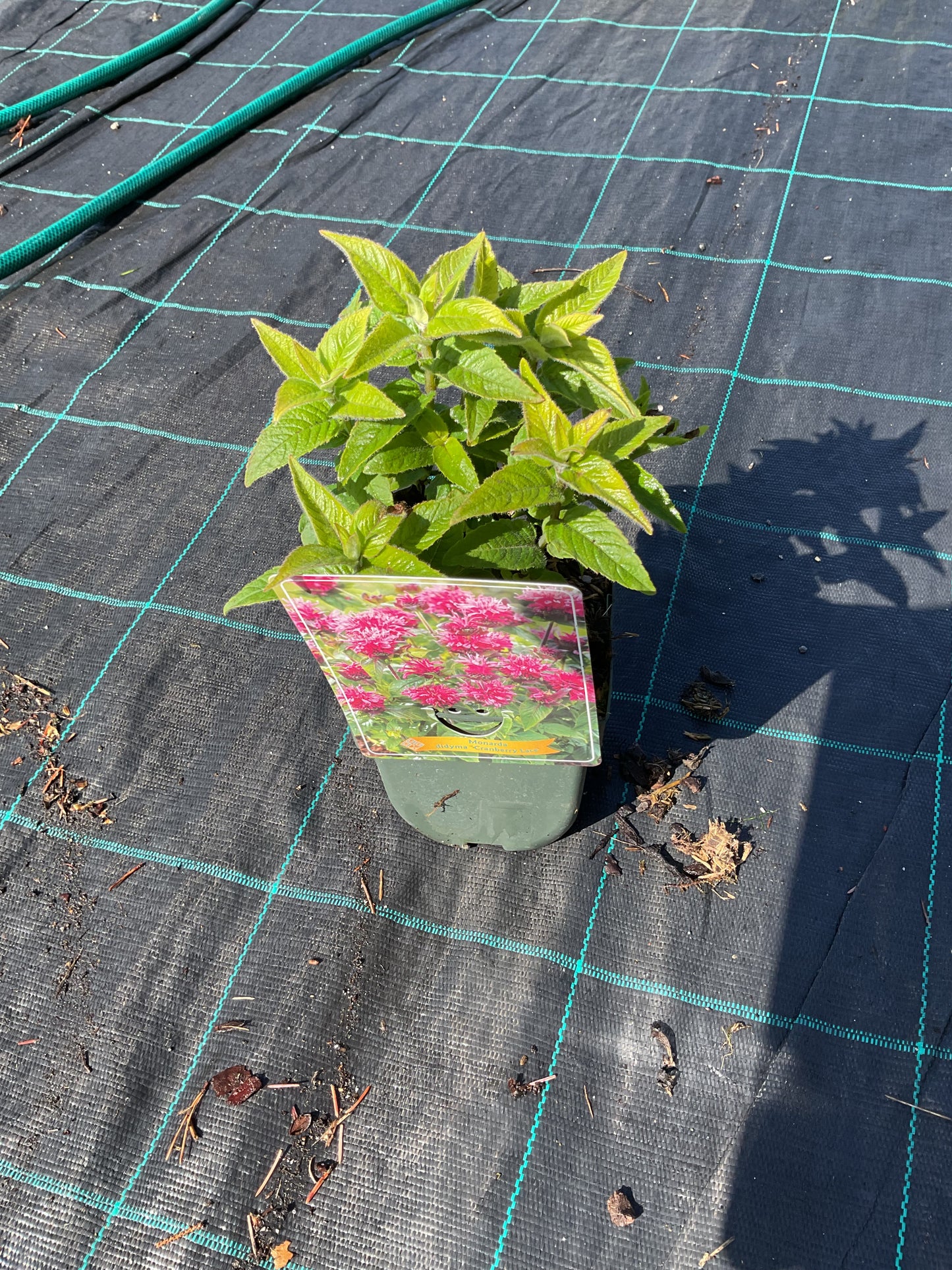 Monarda didyma ‘Cranberry Lace’ P11x11