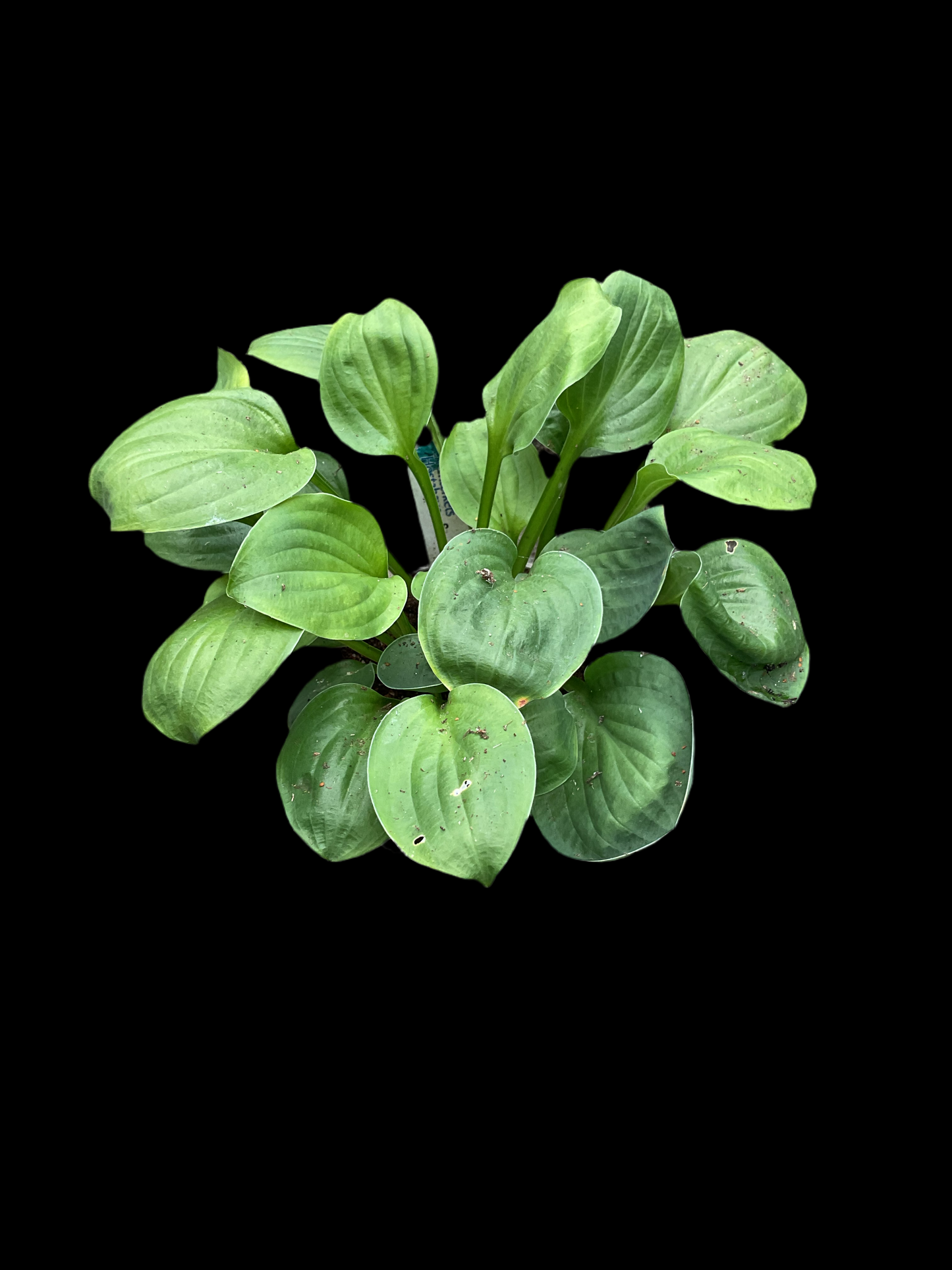 Hosta ‘Little Hobber’