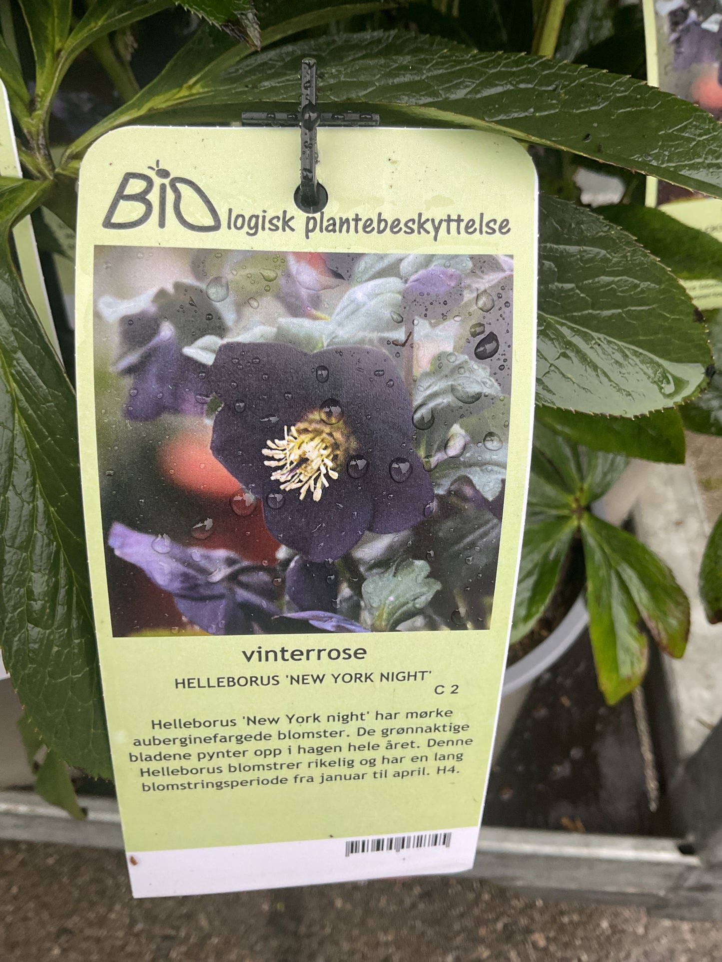Helleborus orientalis ‘New York Night’ P17
