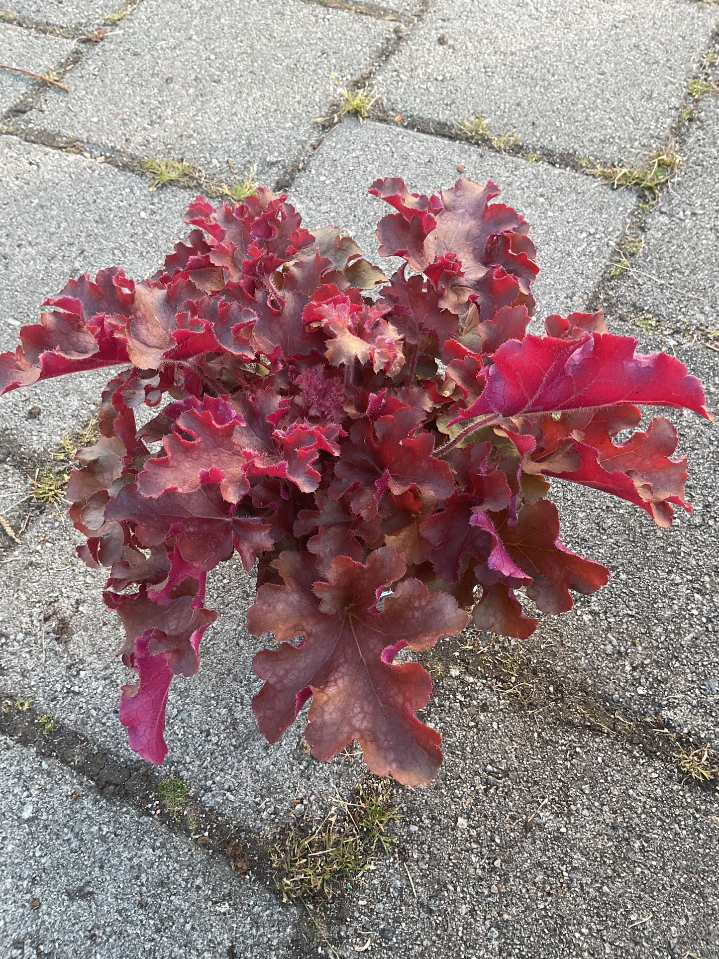 Heuchera ‘Gojiberry’ P15
