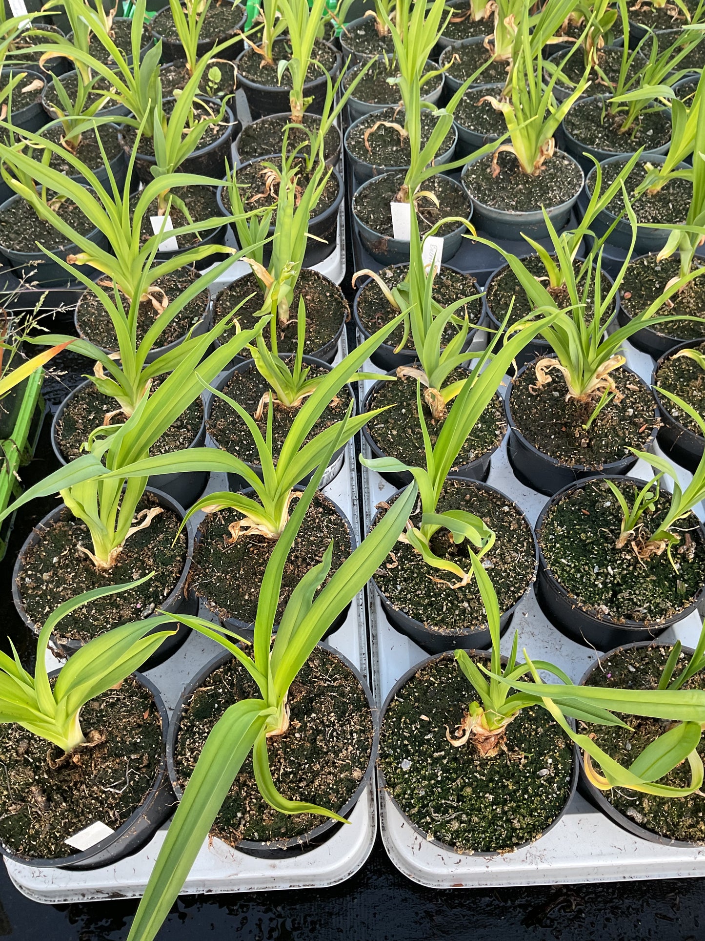 Hemerocallis ‘Baltimore Oreole’ P12