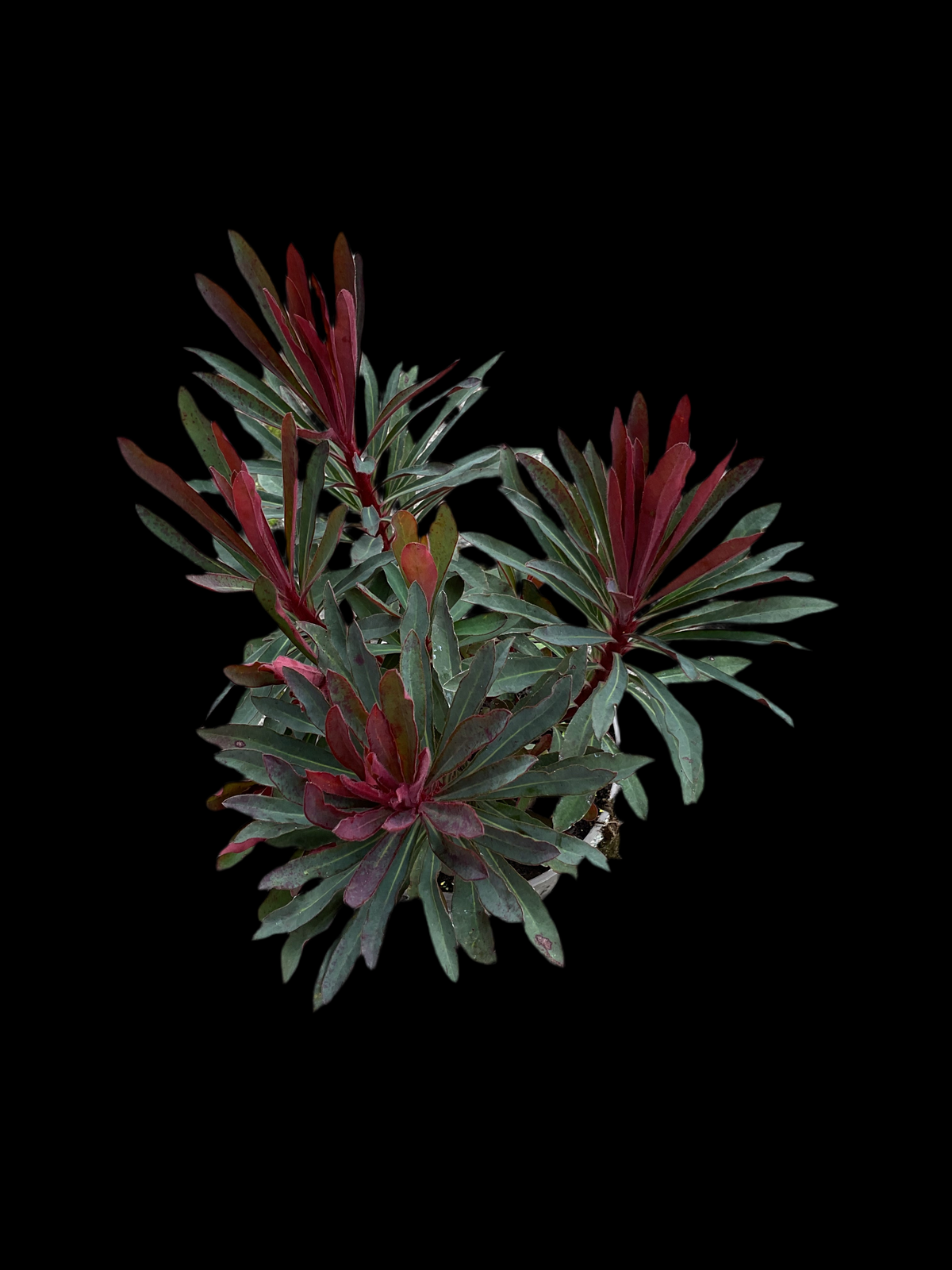 Euphorbia amygdaloides ‘Purpurea’ P13