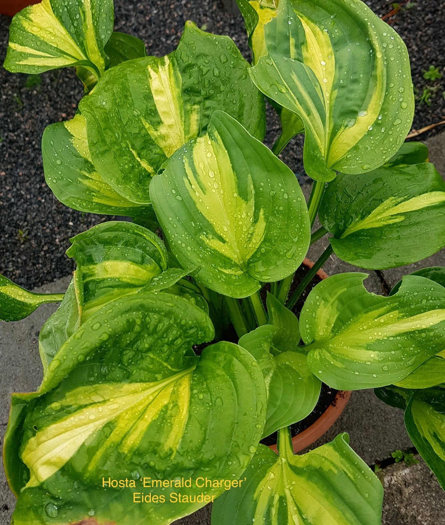 Hosta ‘Emerald Charger’