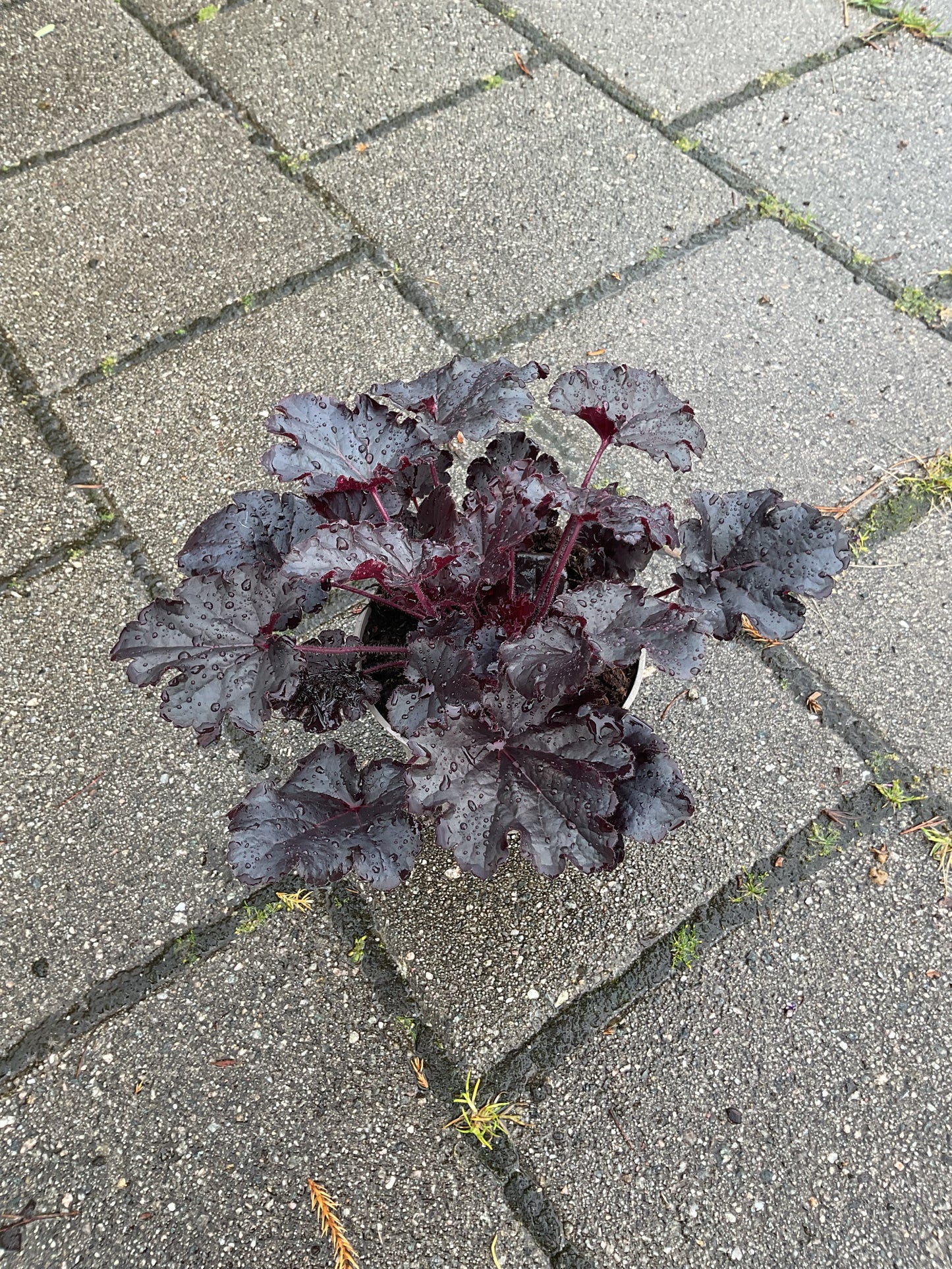 Heuchera ‘Timeless Night’ P15
