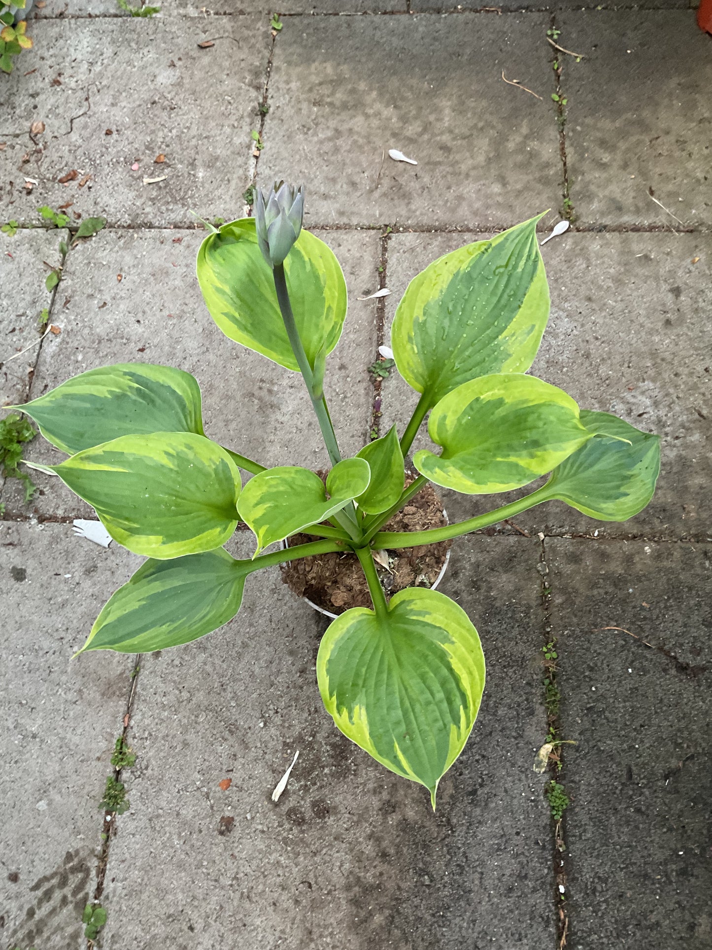 Hosta ‘Green Patriot’