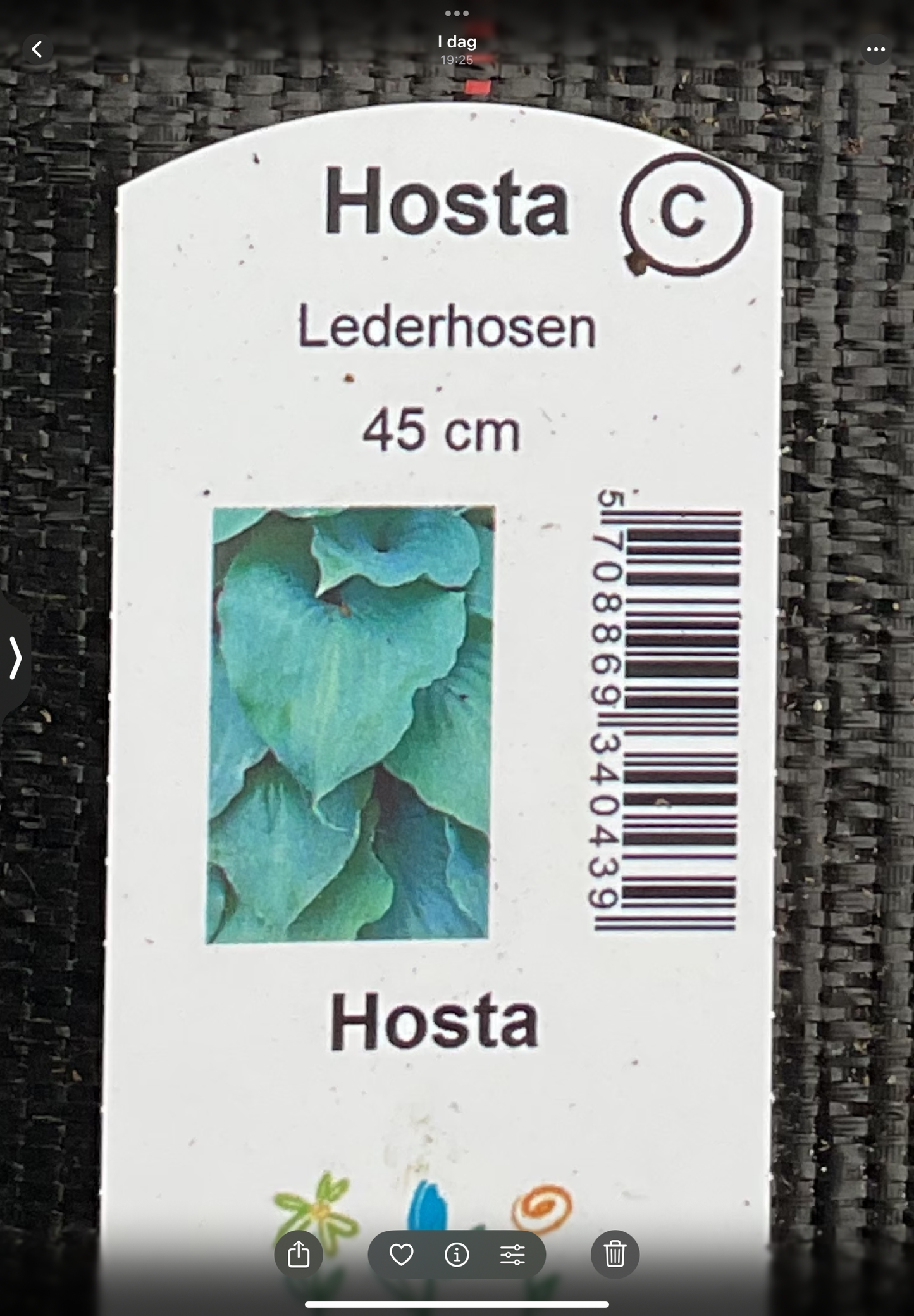 Hosta ‘Lederhosen’ P15