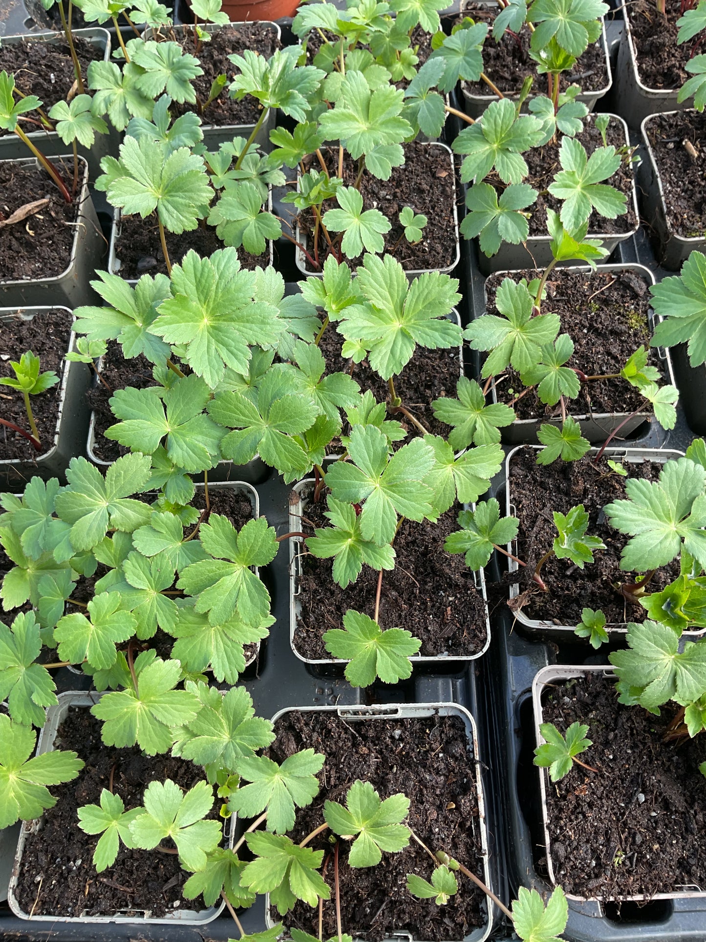 Astrantia major ‘Rubra’ P9x9