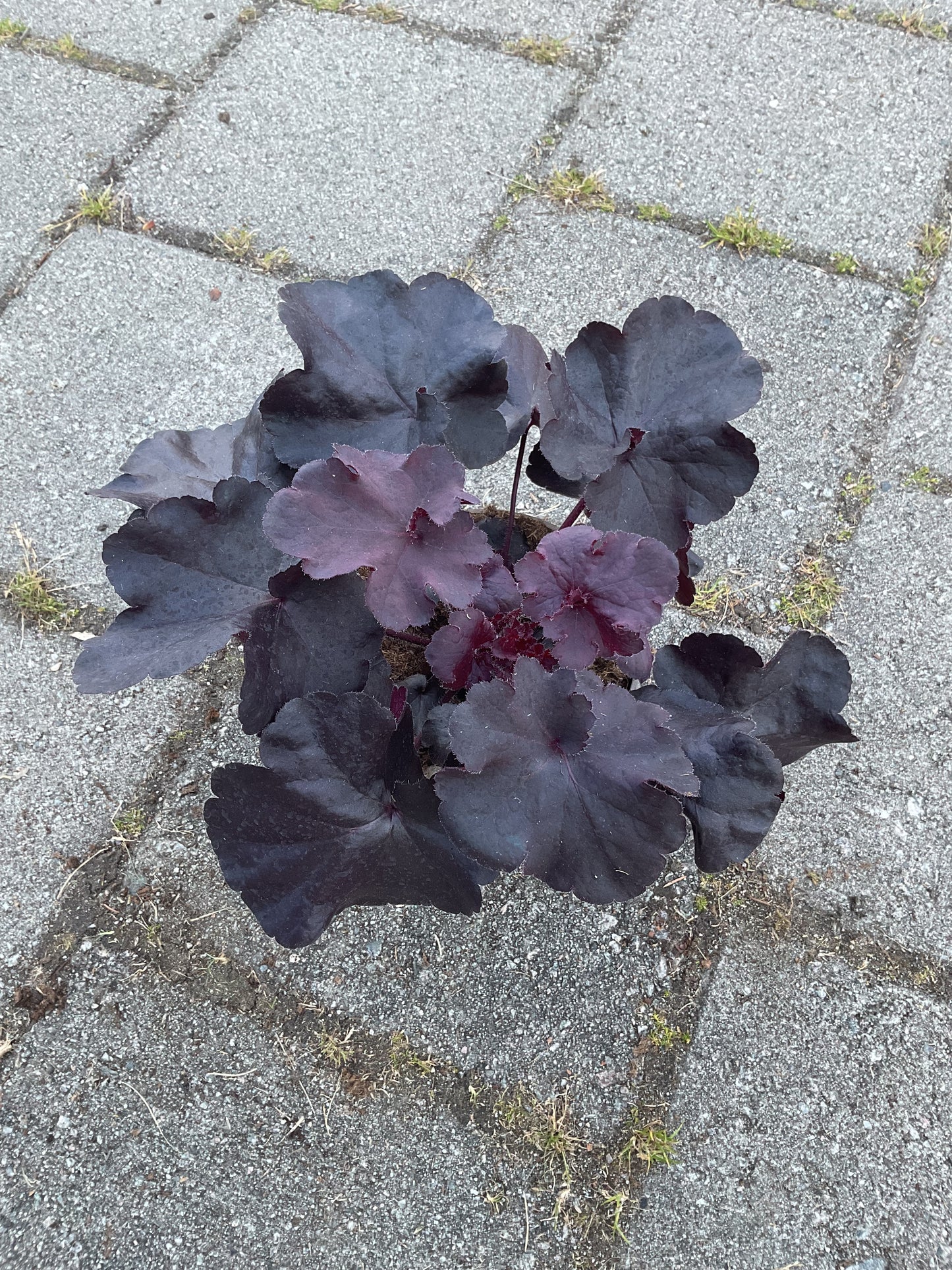 Heuchera ‘Black Forest Cake’ P15