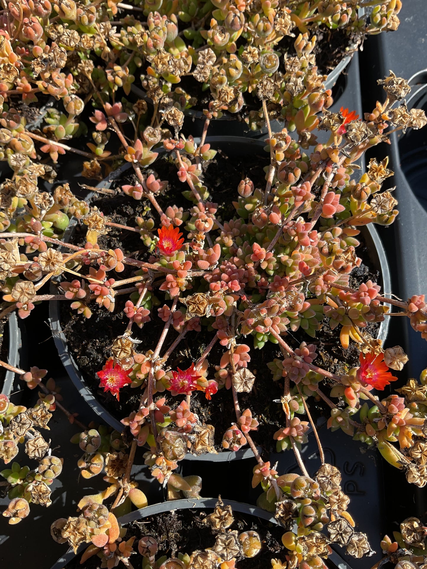 Delosperma cooperi Jewel of Desert ‘Sunstone’ P12