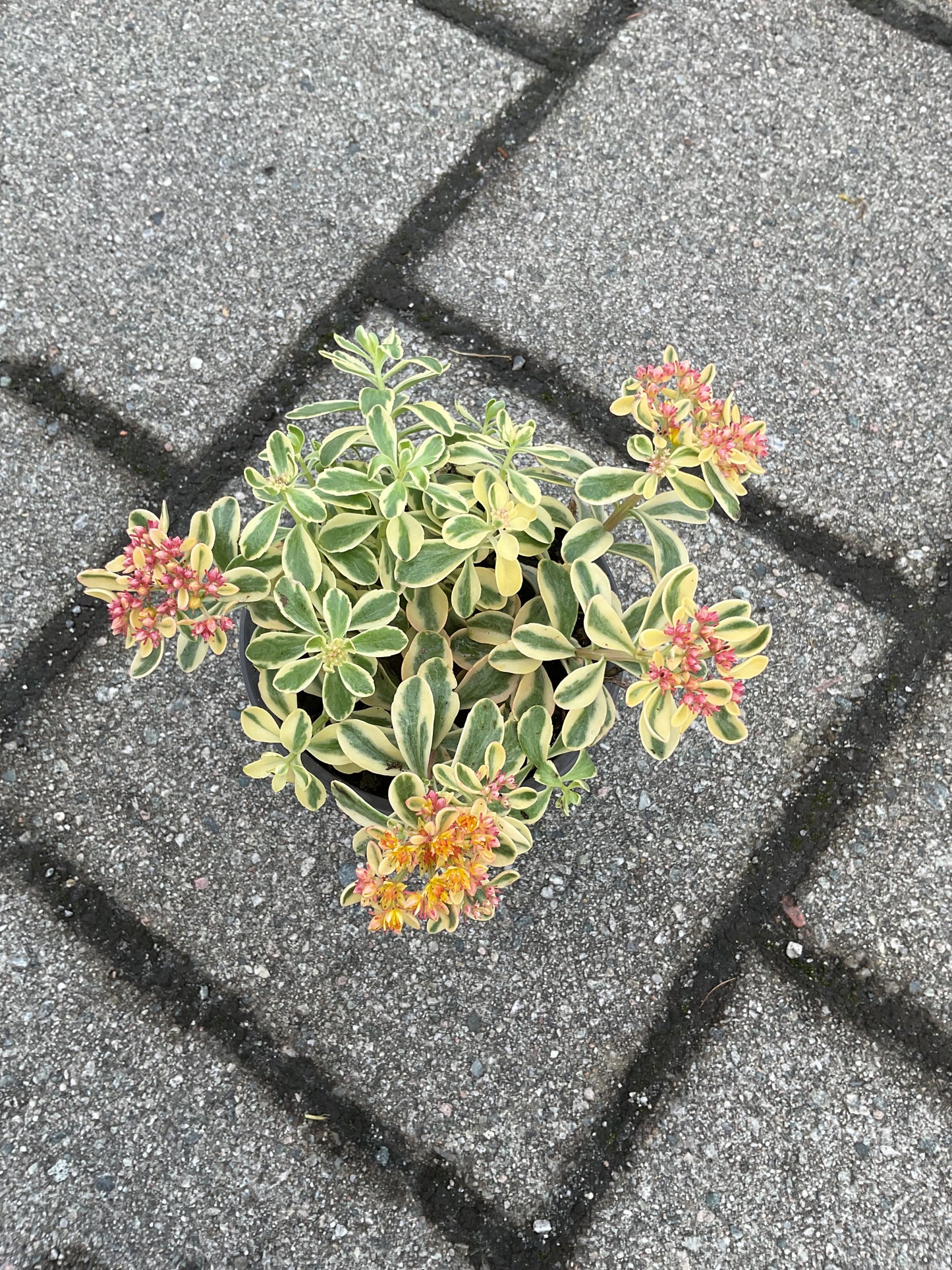 Sedum kamtschaticum ‘Variegatum’ p13