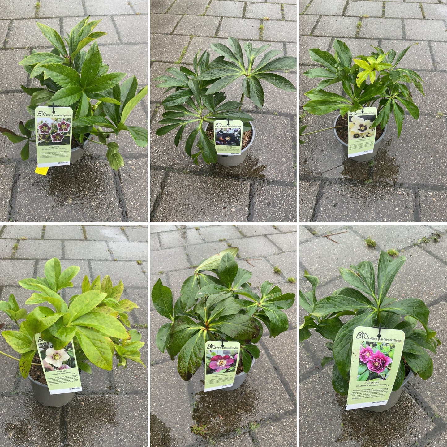 Helleborus. Kolleksjon av 3 stk i 17 cm potter