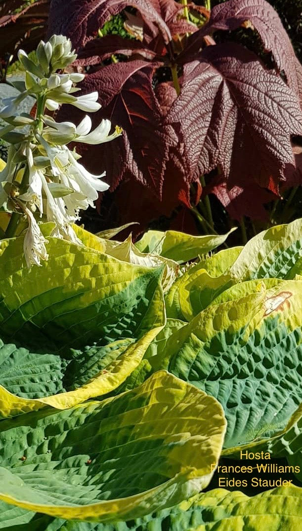Hosta ‘Frances Williams’