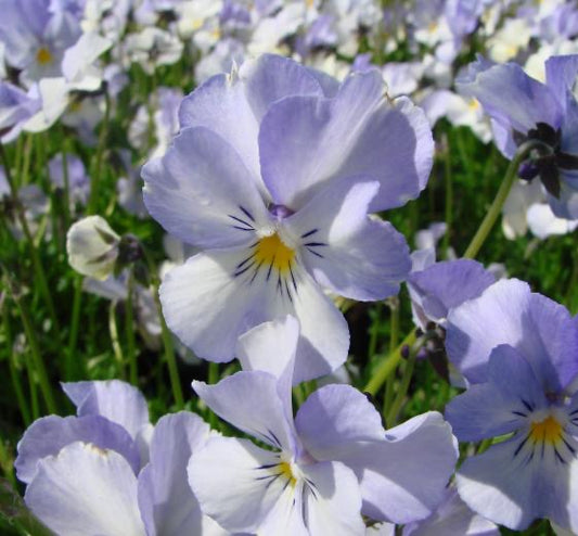 Viola cornuta ‘Milkmaid’