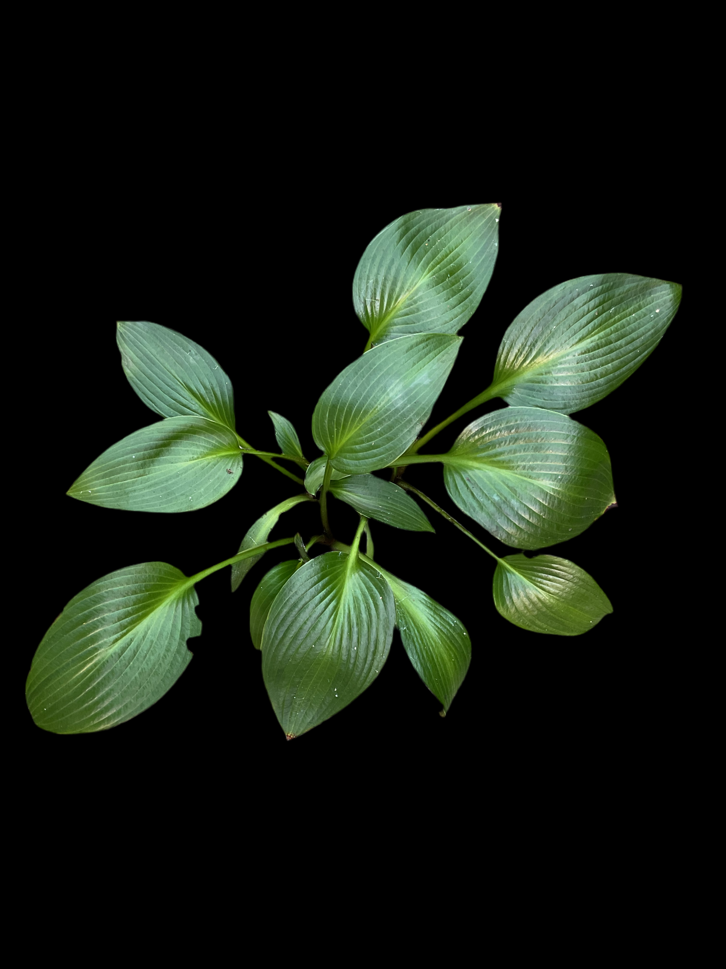 Hosta ‘Devon Green’