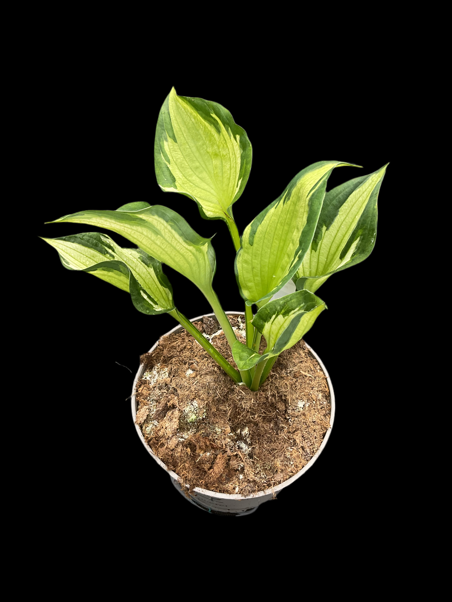 Hosta ‘Clifford’s Stingray’®️