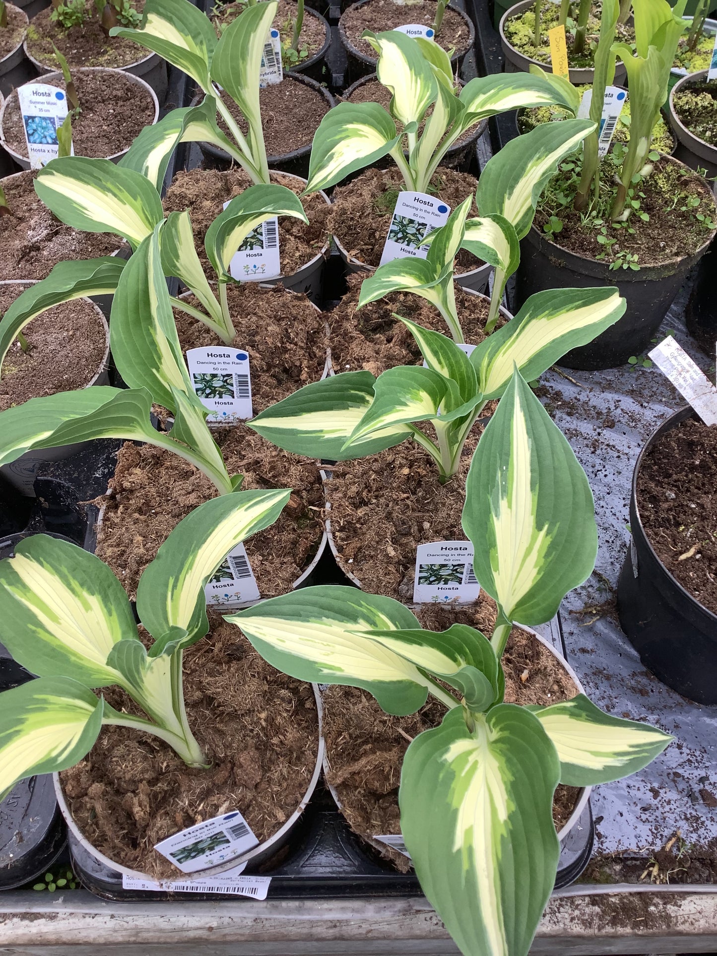 Hosta ‘Dancing in the Rain’