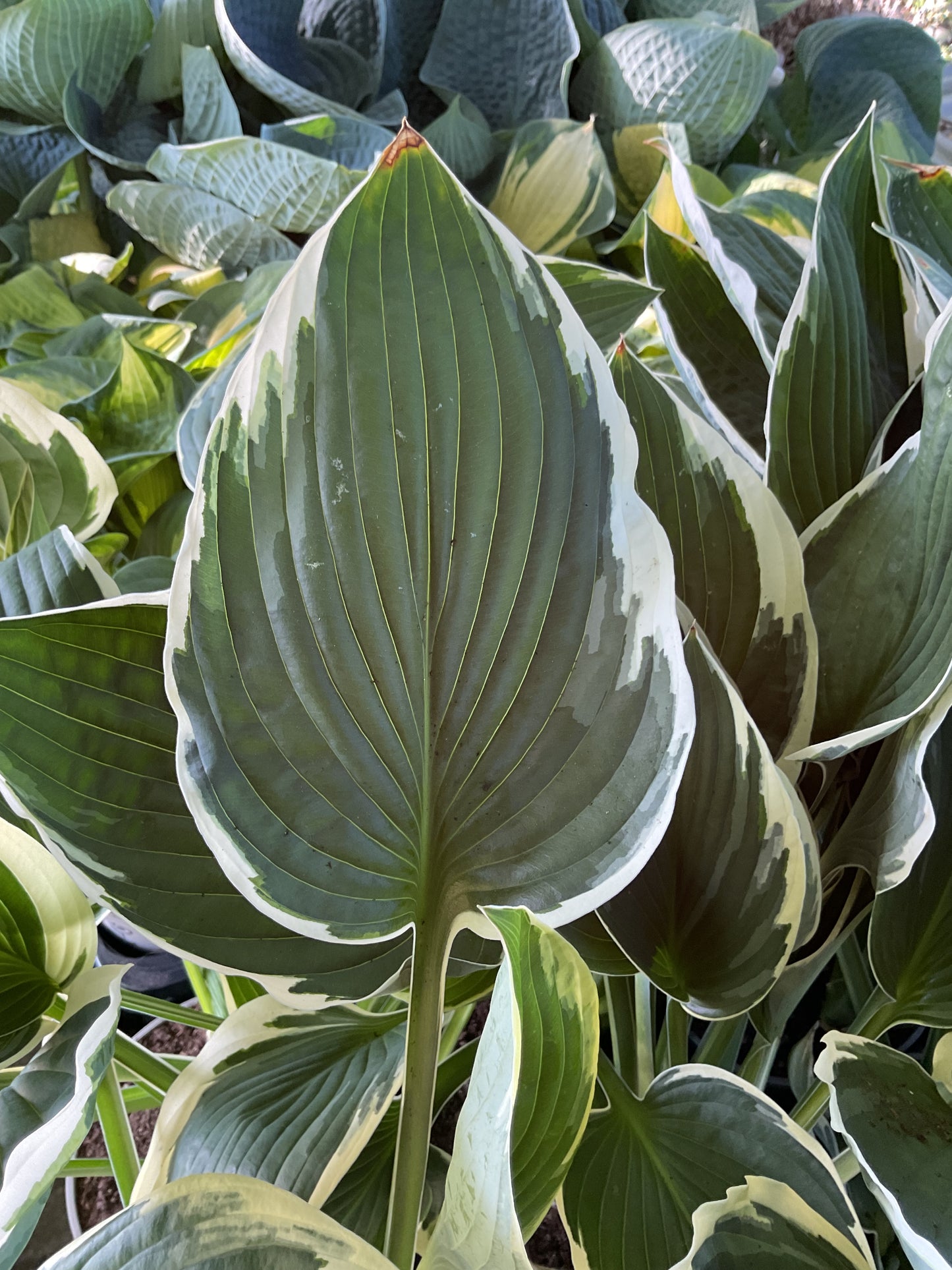 Hosta ‘Carol’ P15