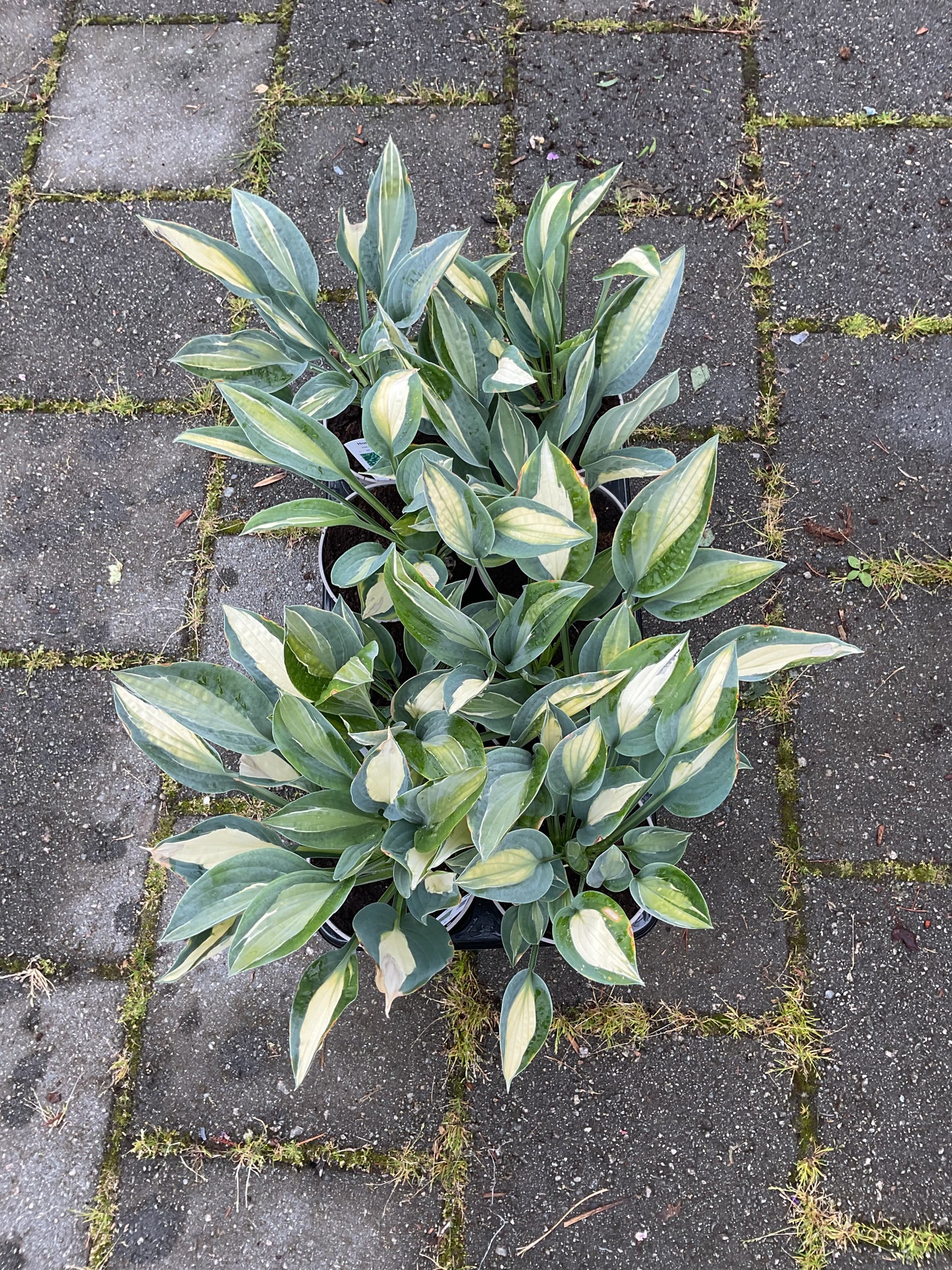 Hosta ‘Hot Kiss’ P15