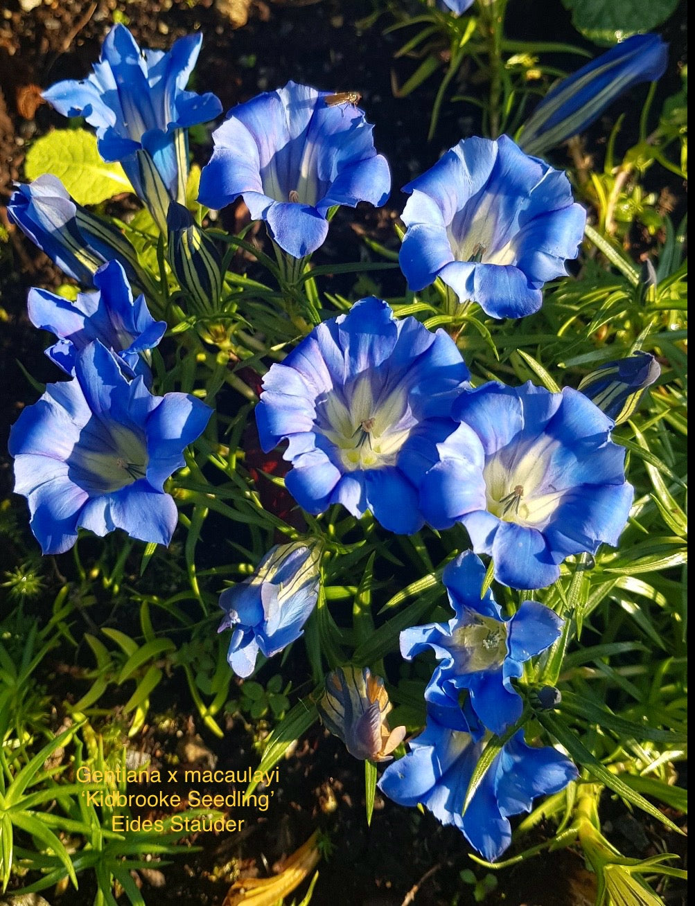 Gentiana x macaulayi ‘Kidbrooke Seedling’ P19