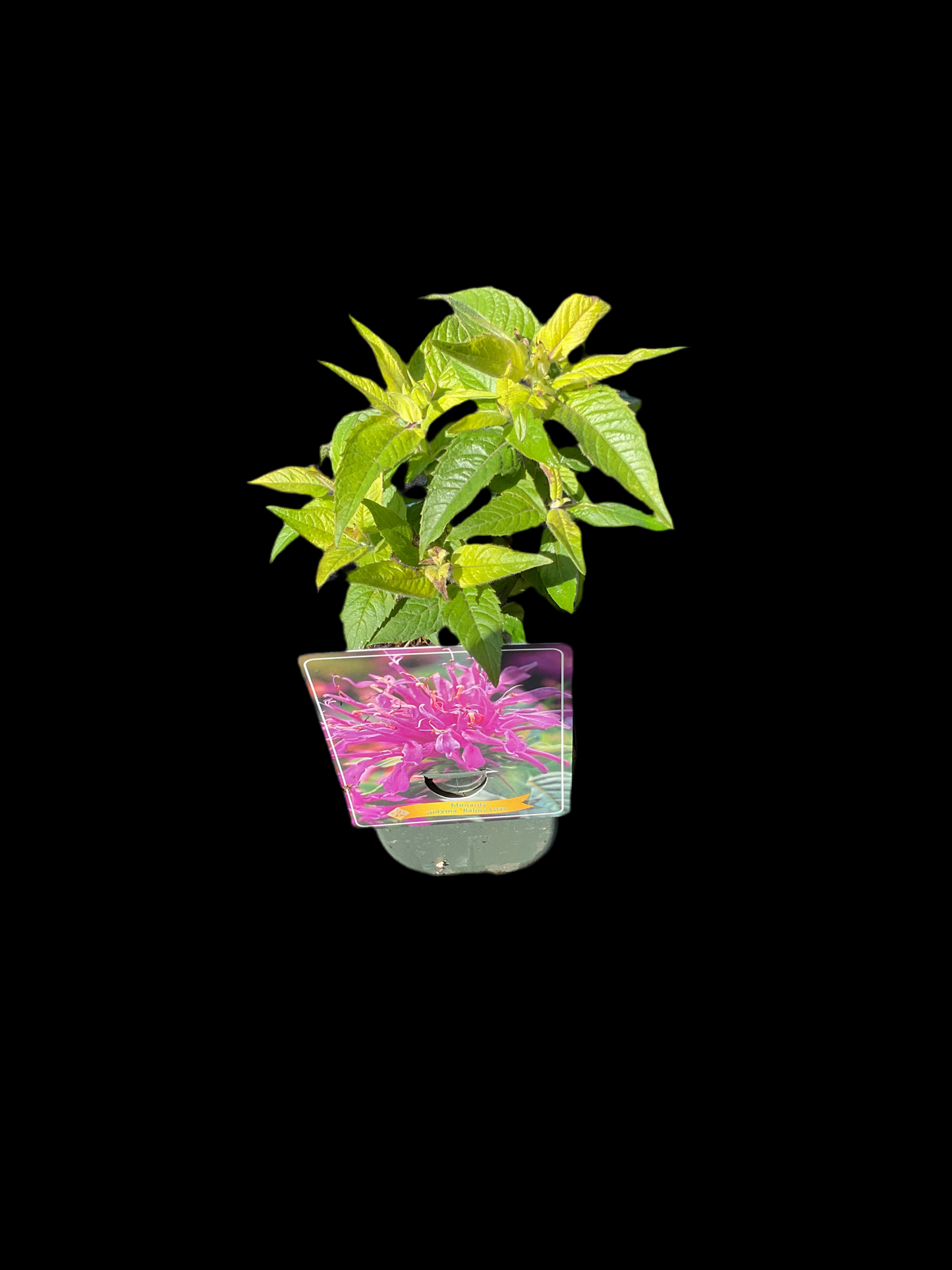 Monarda didyma ‘Balmy Lilac’ P11x11