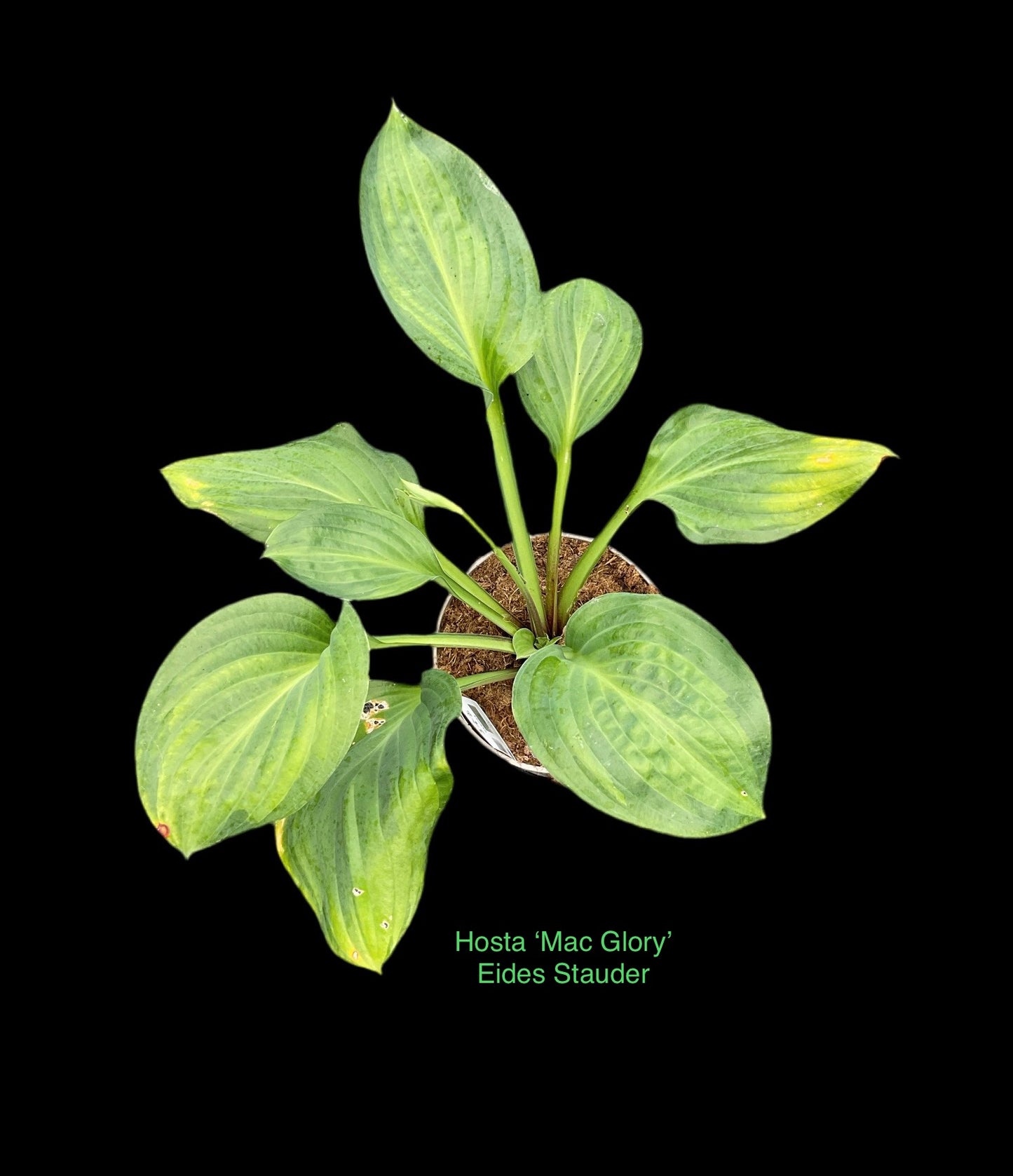 Hosta ‘Mac Glory’ P15
