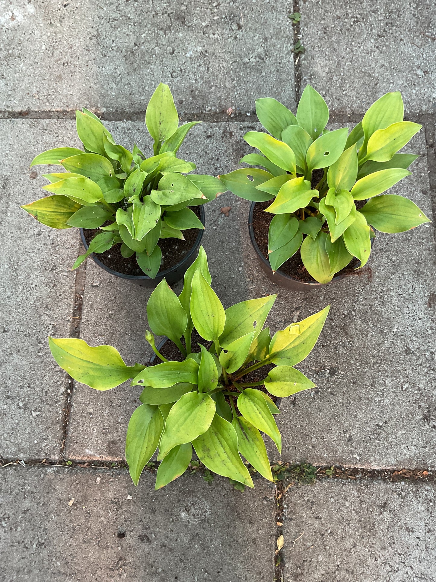 Hosta ‘Devon Gold’