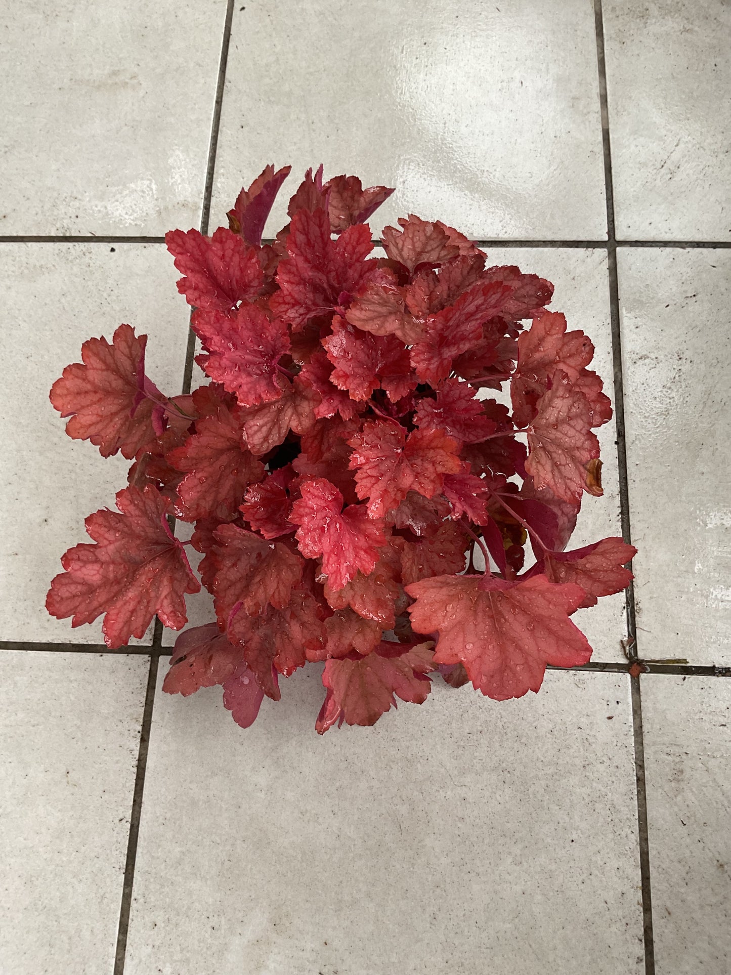 Heuchera ‘Fire Alarm’ P13