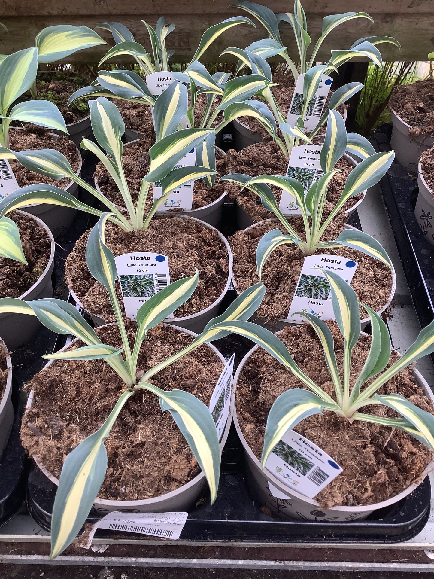 Hosta ‘Little Treasure’ P15