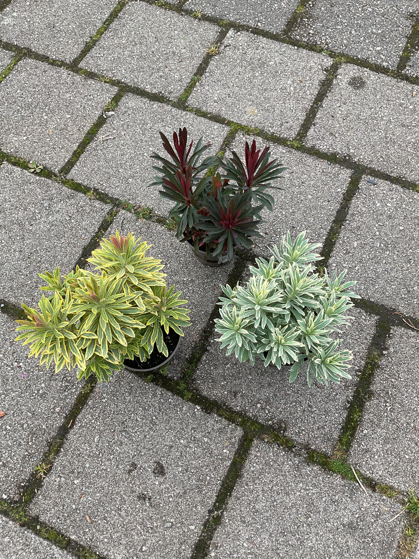Euphorbia mix av 3 sorter P13