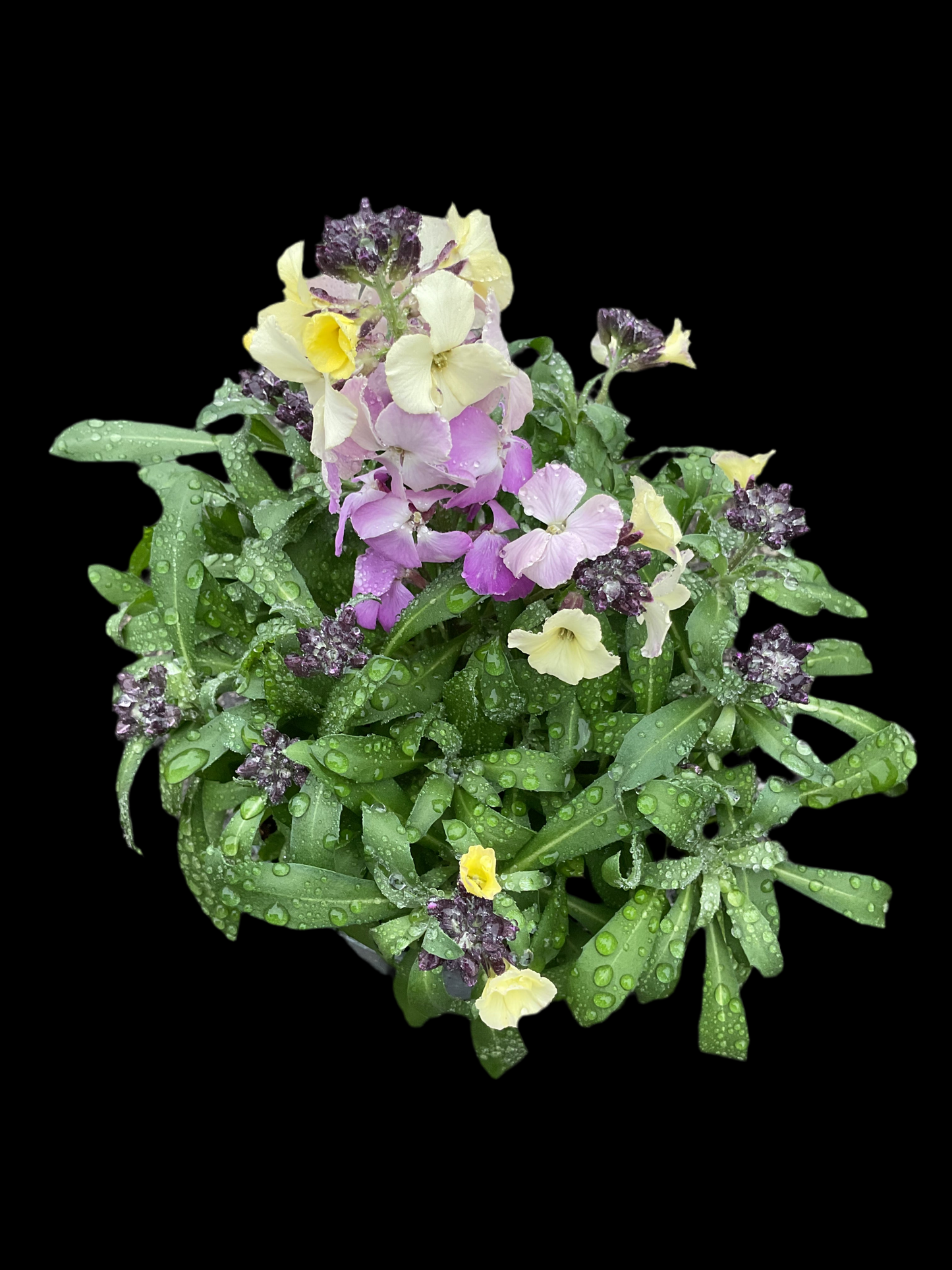 Erysimum cheiri P12