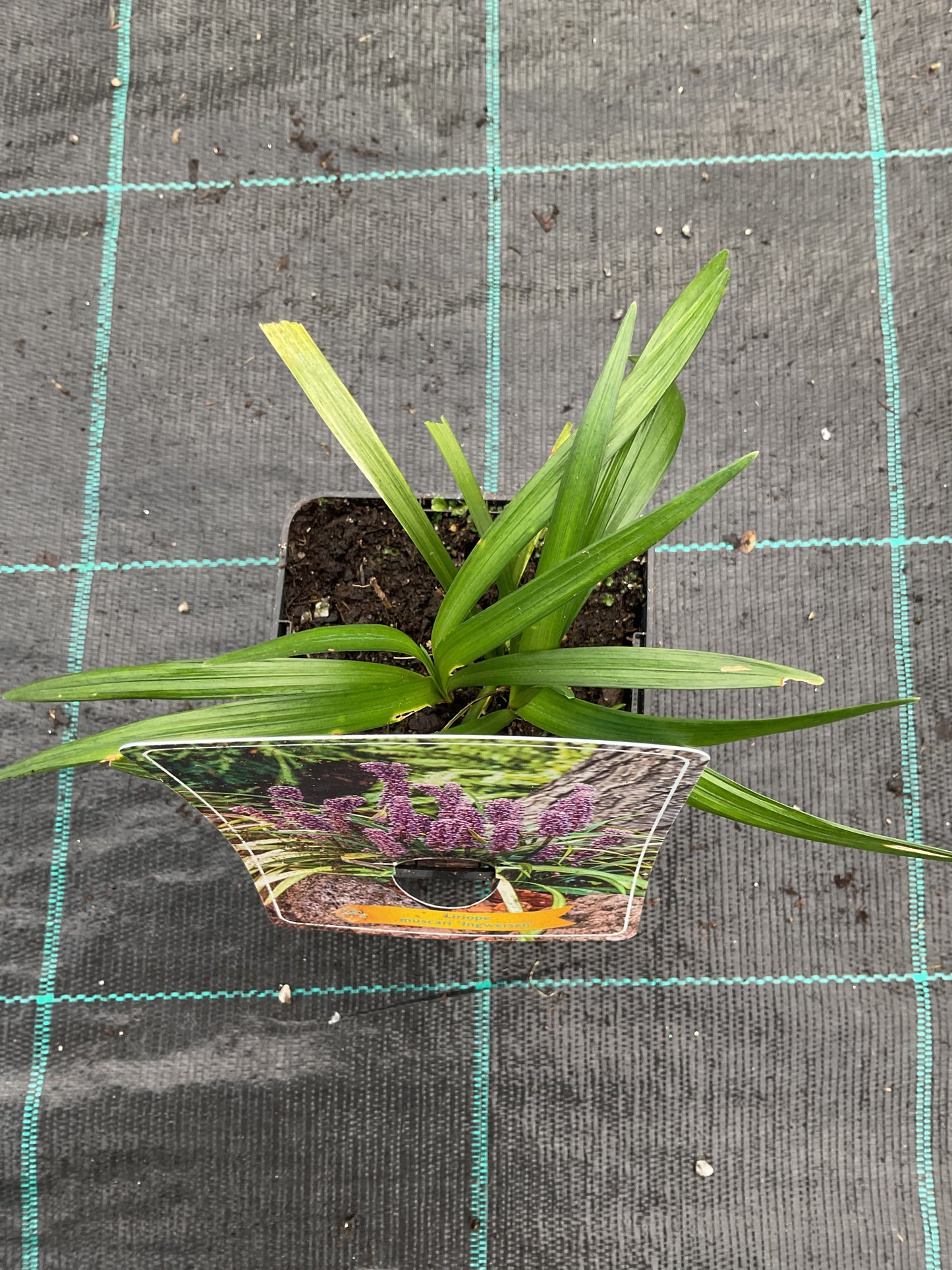 Liriope muscari ‘Ingwersen Variety’ P11x11