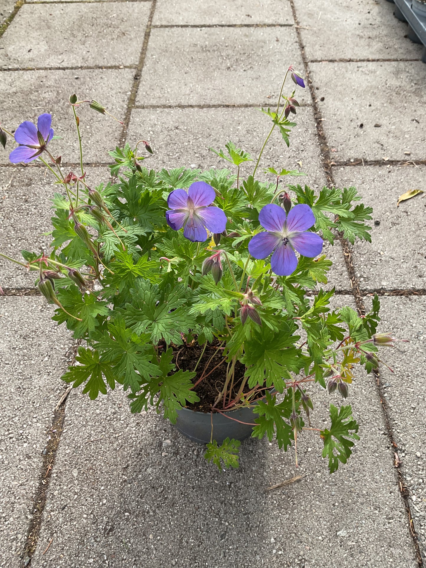 Geranium himalayense ‘Baby Blue’ P17
