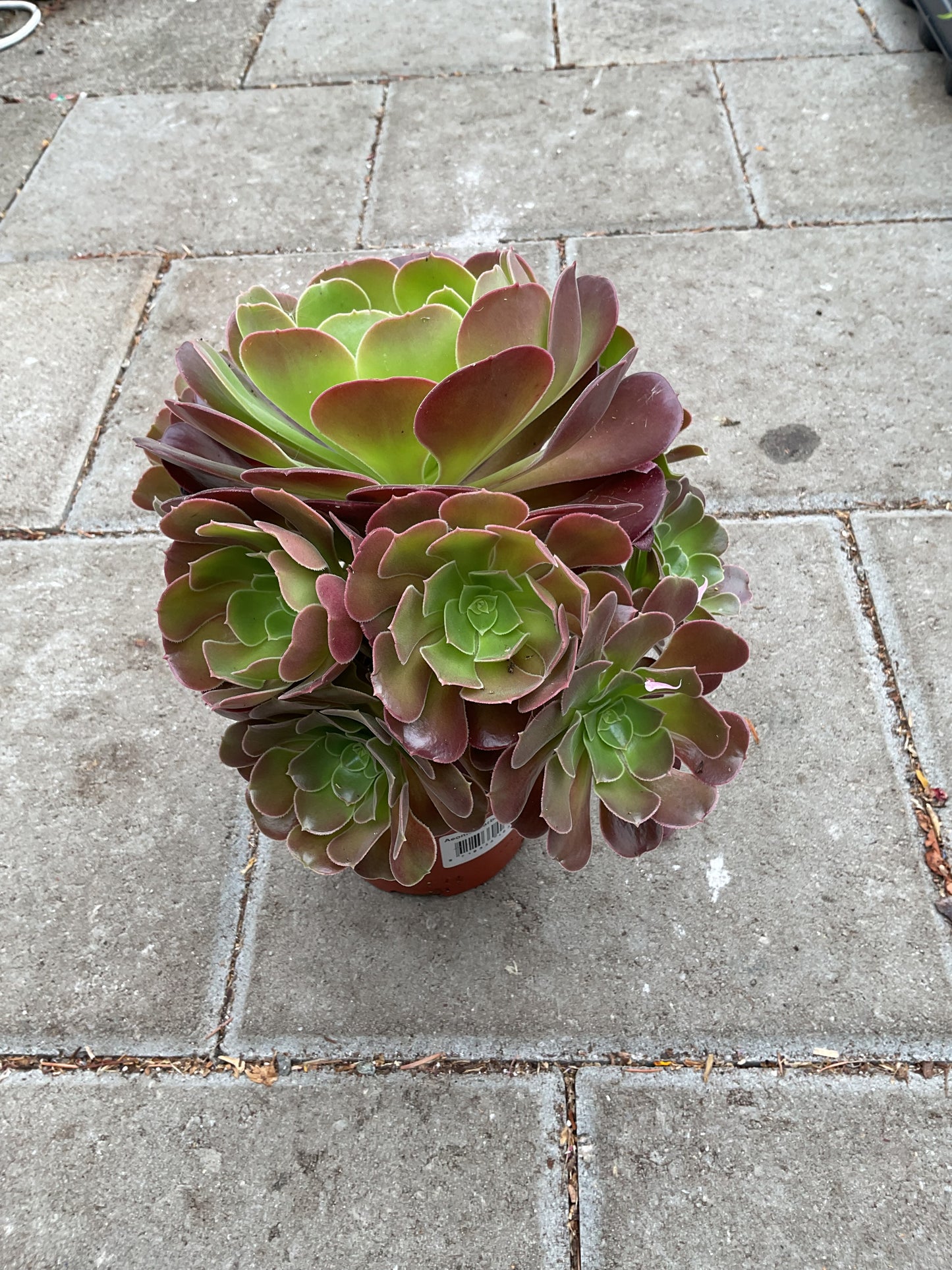 Aeonium arboreum ‘Velour’ P12