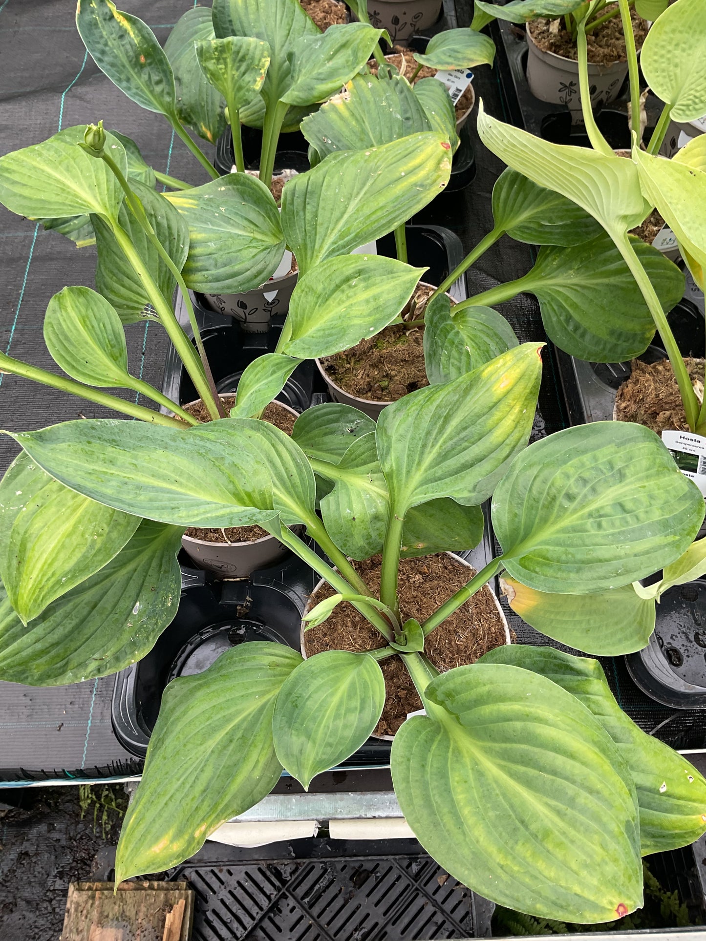 Hosta ‘Mac Glory’ P15