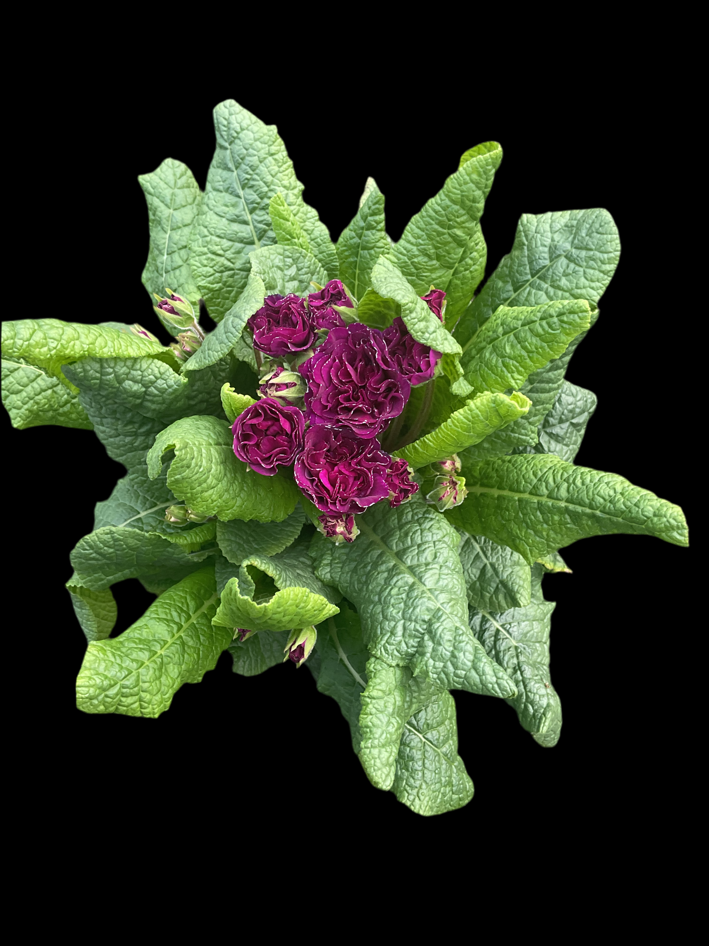 Primula Belarina ‘Beaujolais’ P12