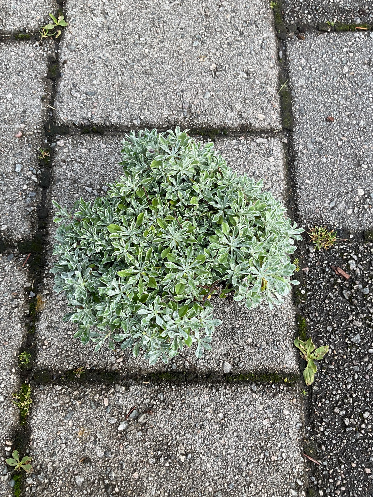 Antennaria dioica P13