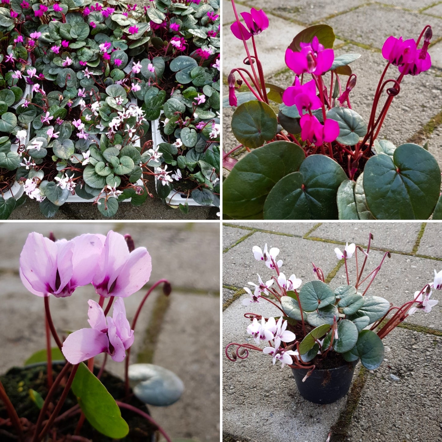 Cyclamen coum