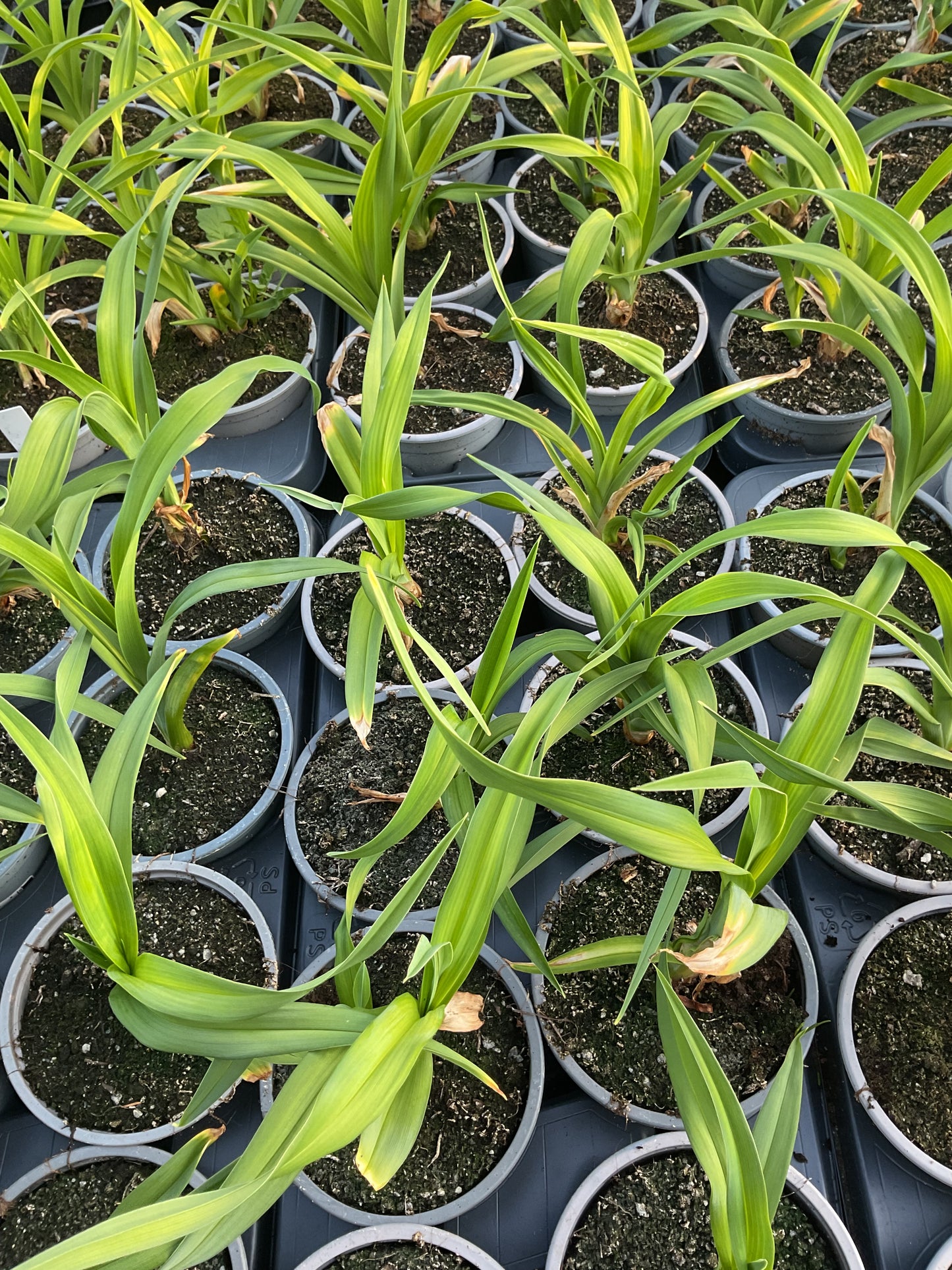 Hemerocallis ‘Baley Hay’ P12