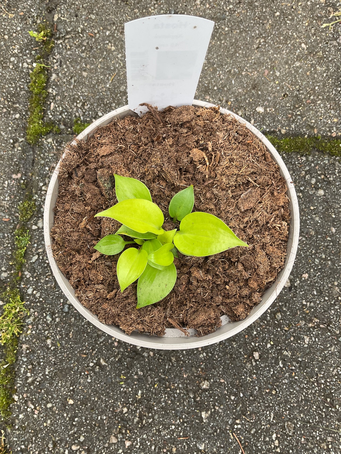 Hosta ‘Appletini’ P15