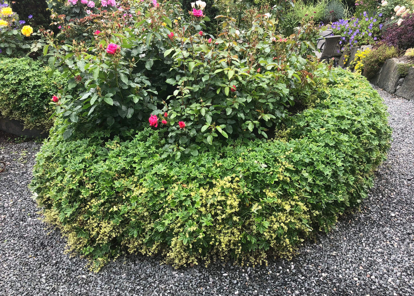 Alchemilla alpina Koll. 6 stk
