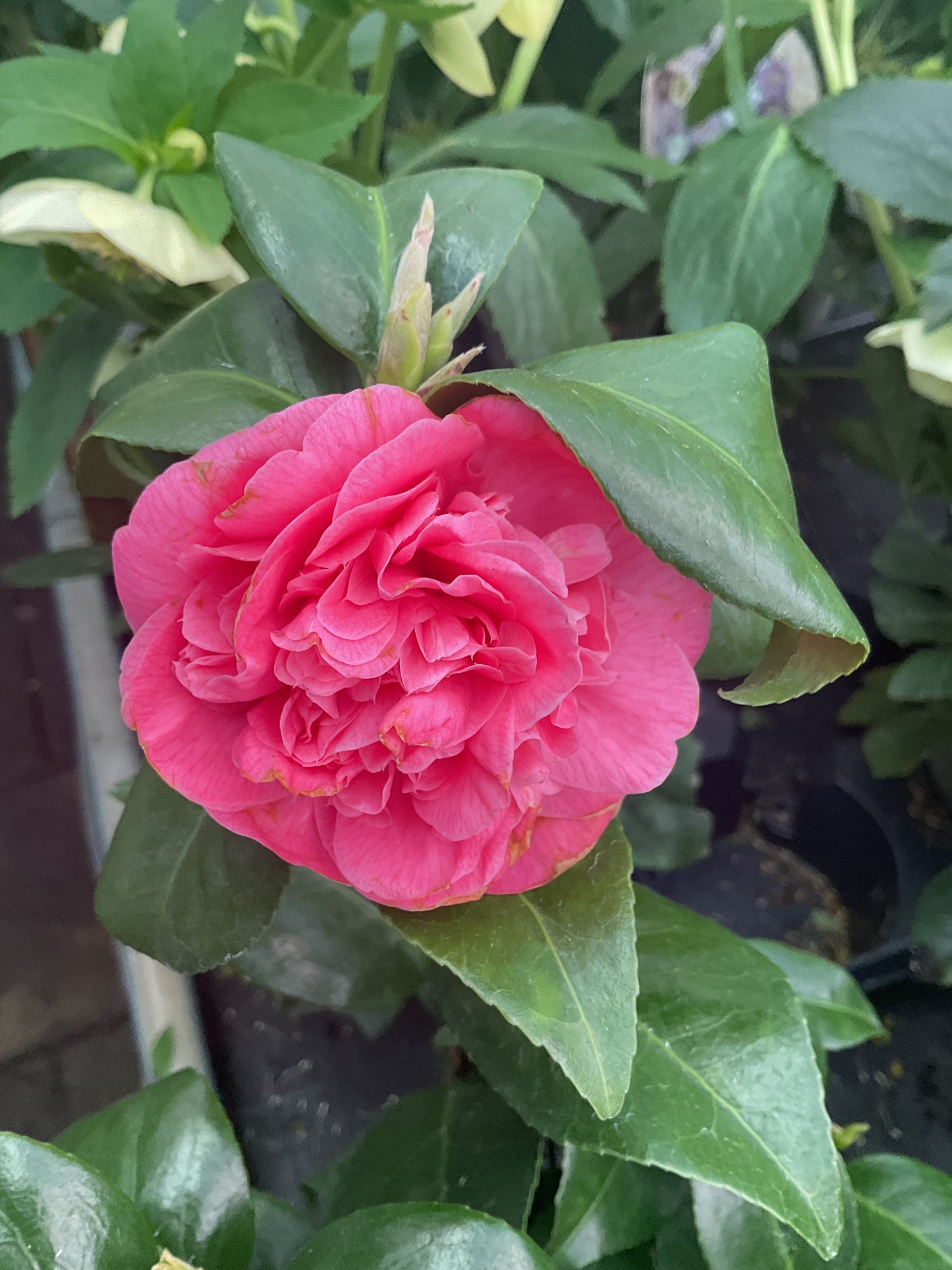 Camellia japonica ‘Preston Rose’ P12