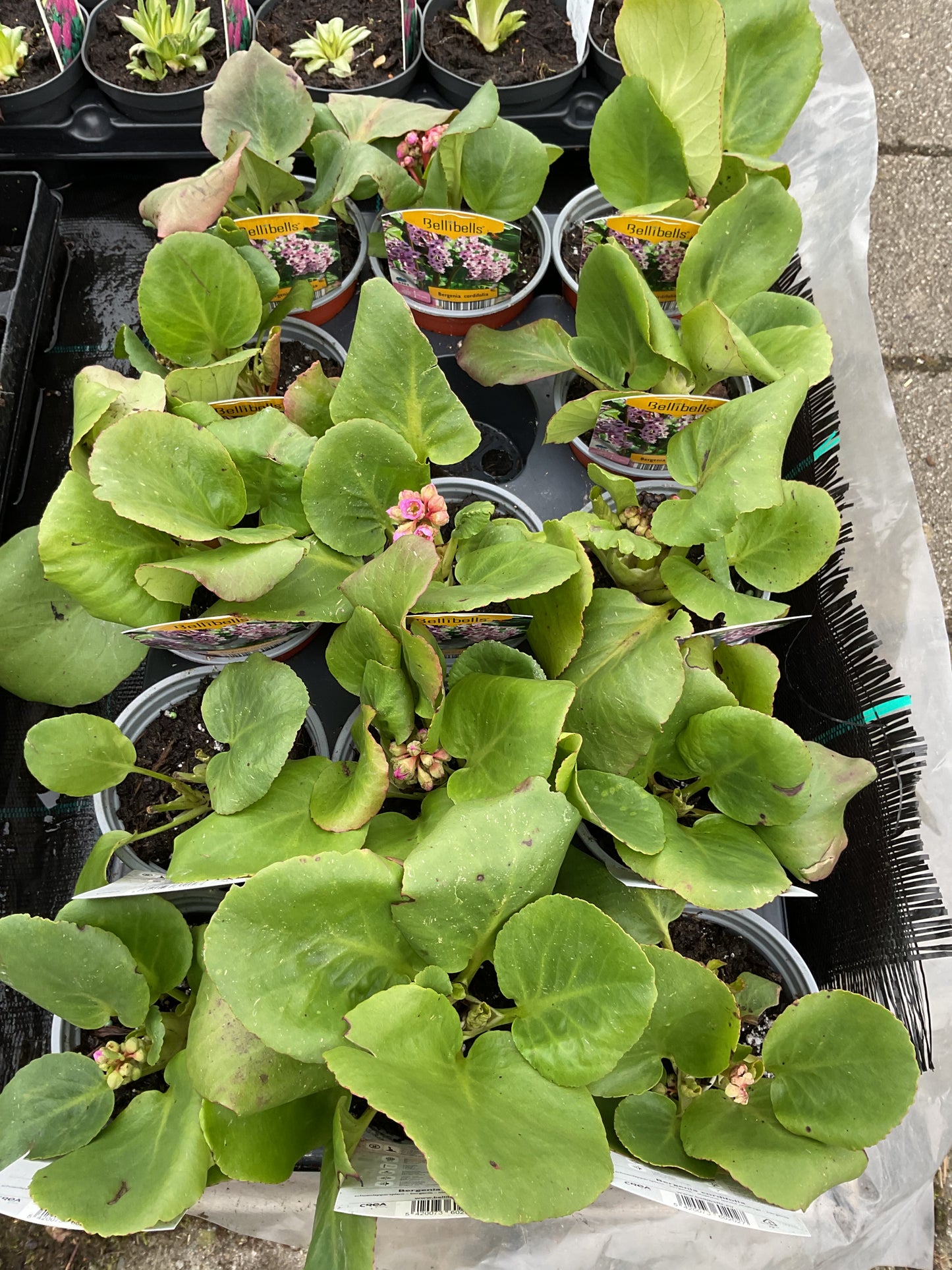 Bergenia cordifolia P11