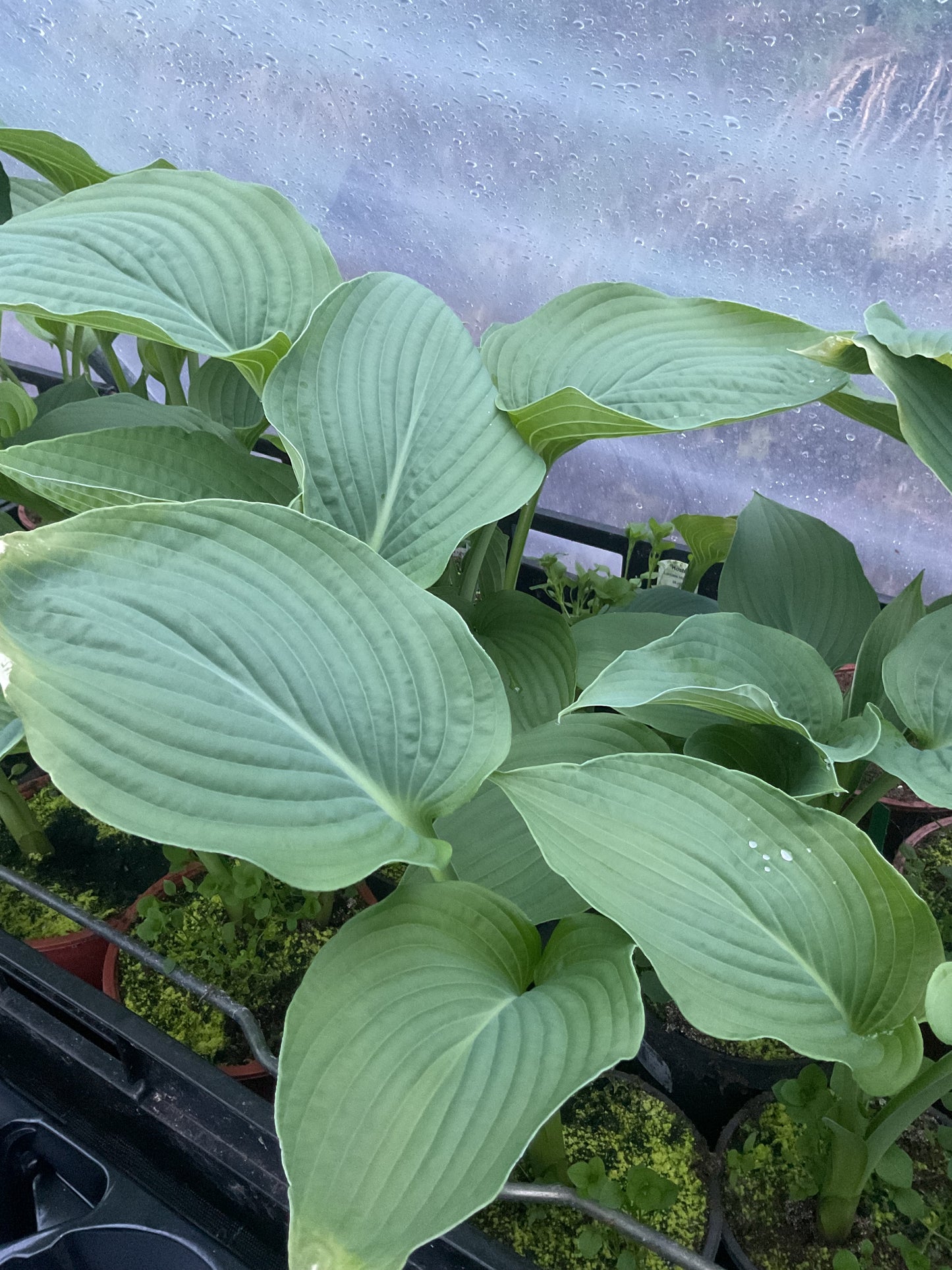 Hosta ‘Lakeside Maverick’