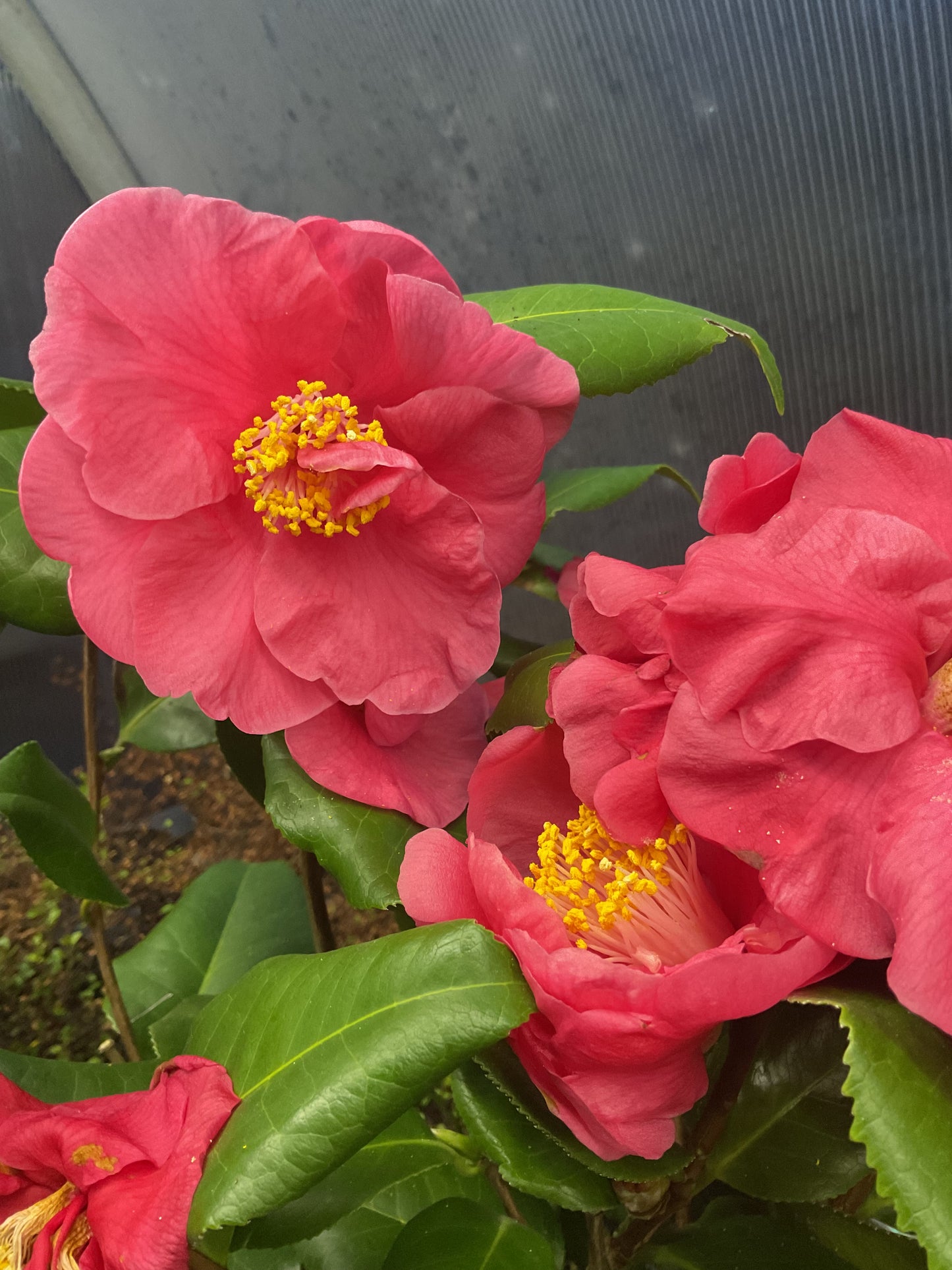 Camellia japonica ‘Dr. King’